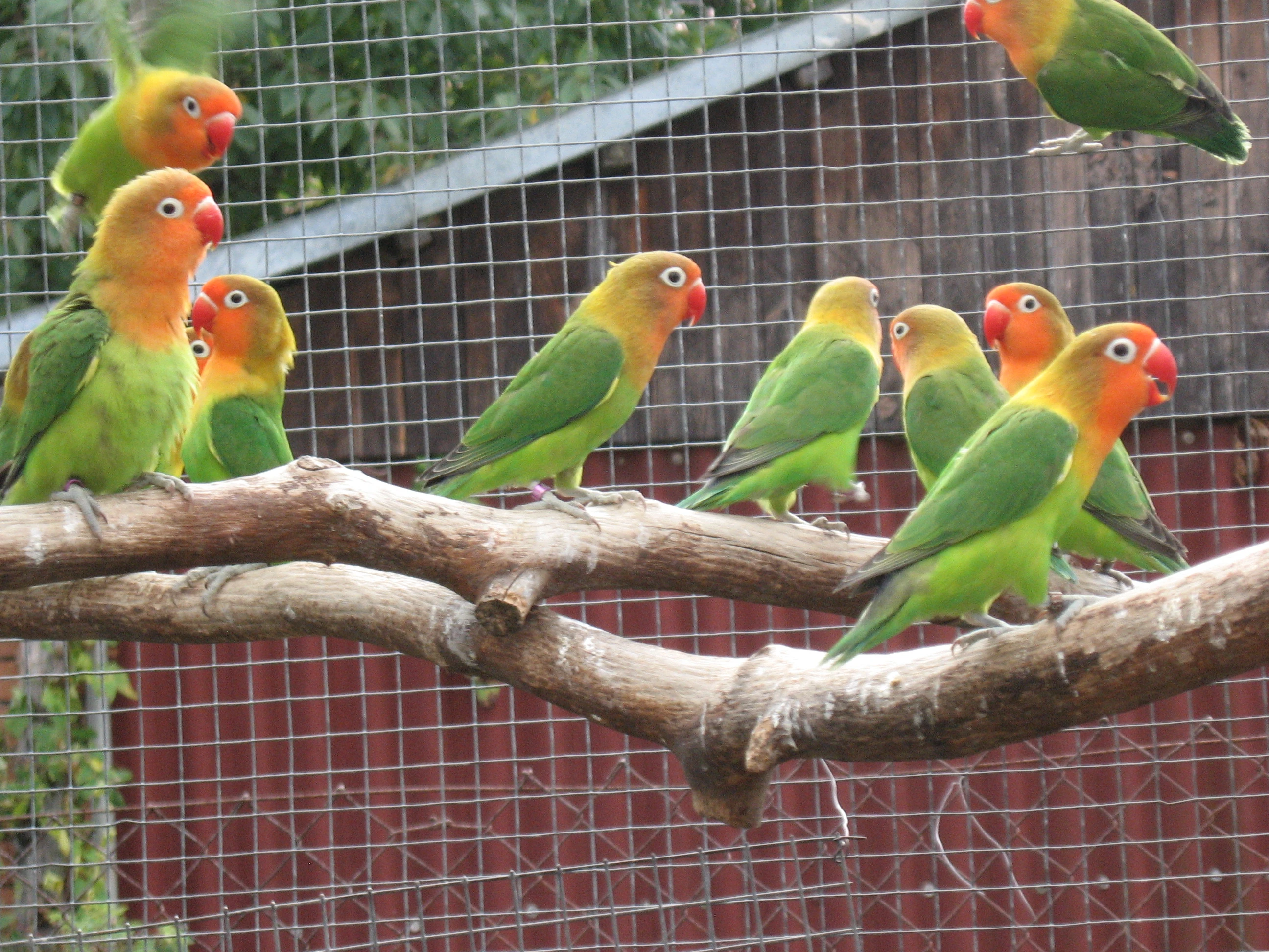 Prodám fišeráky, omezeně škraboškáče vše rok 025