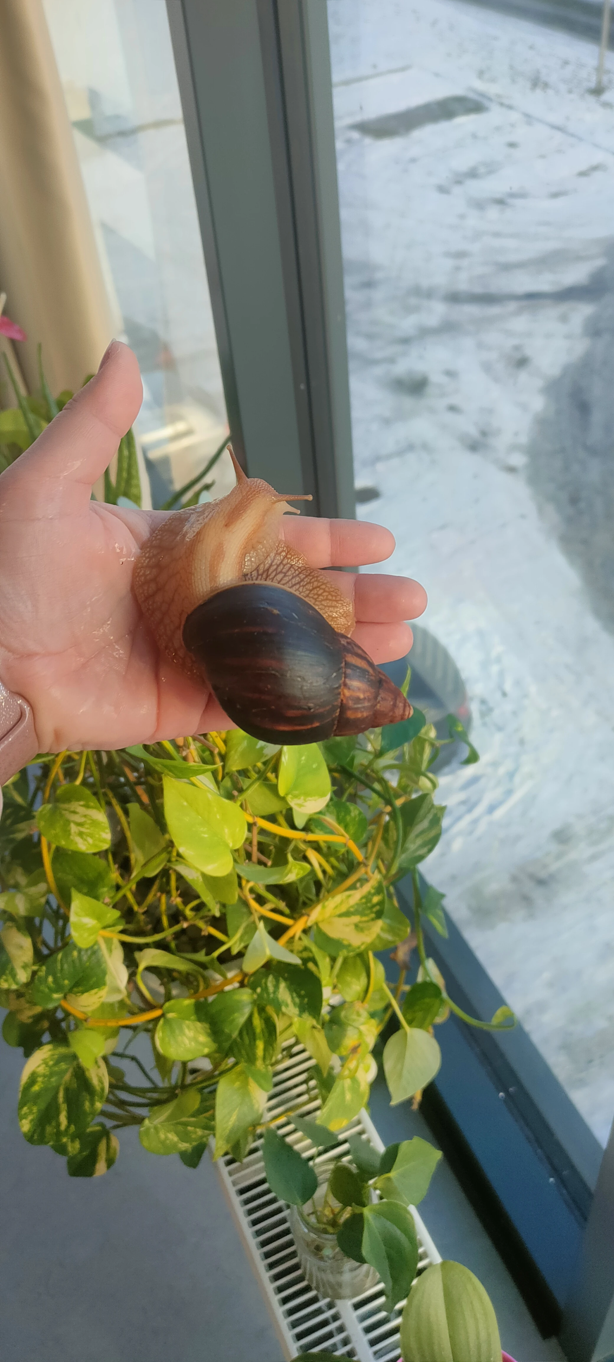 Africký šnek: Oblovka obrovská