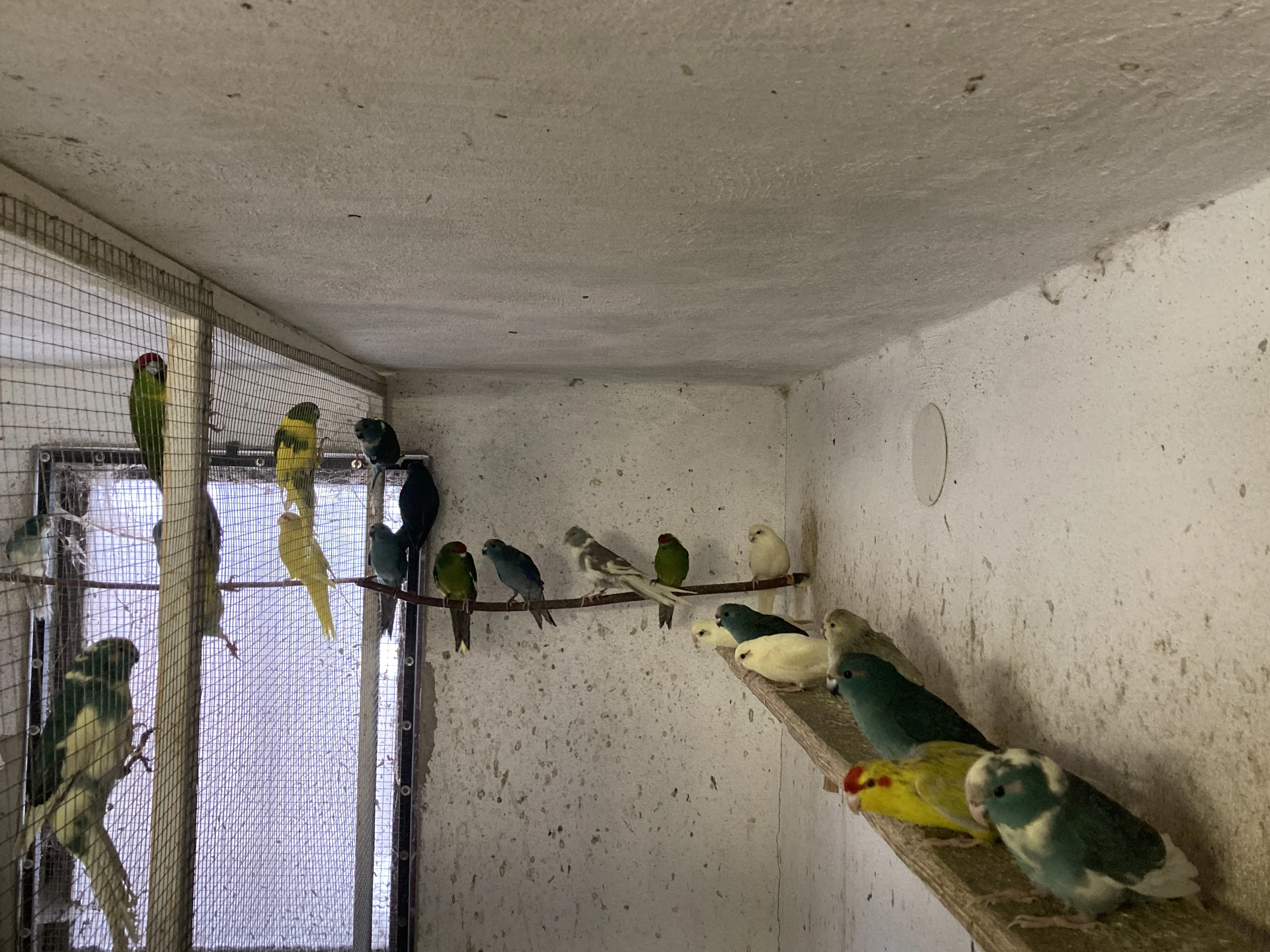 Kakariki červenočelý