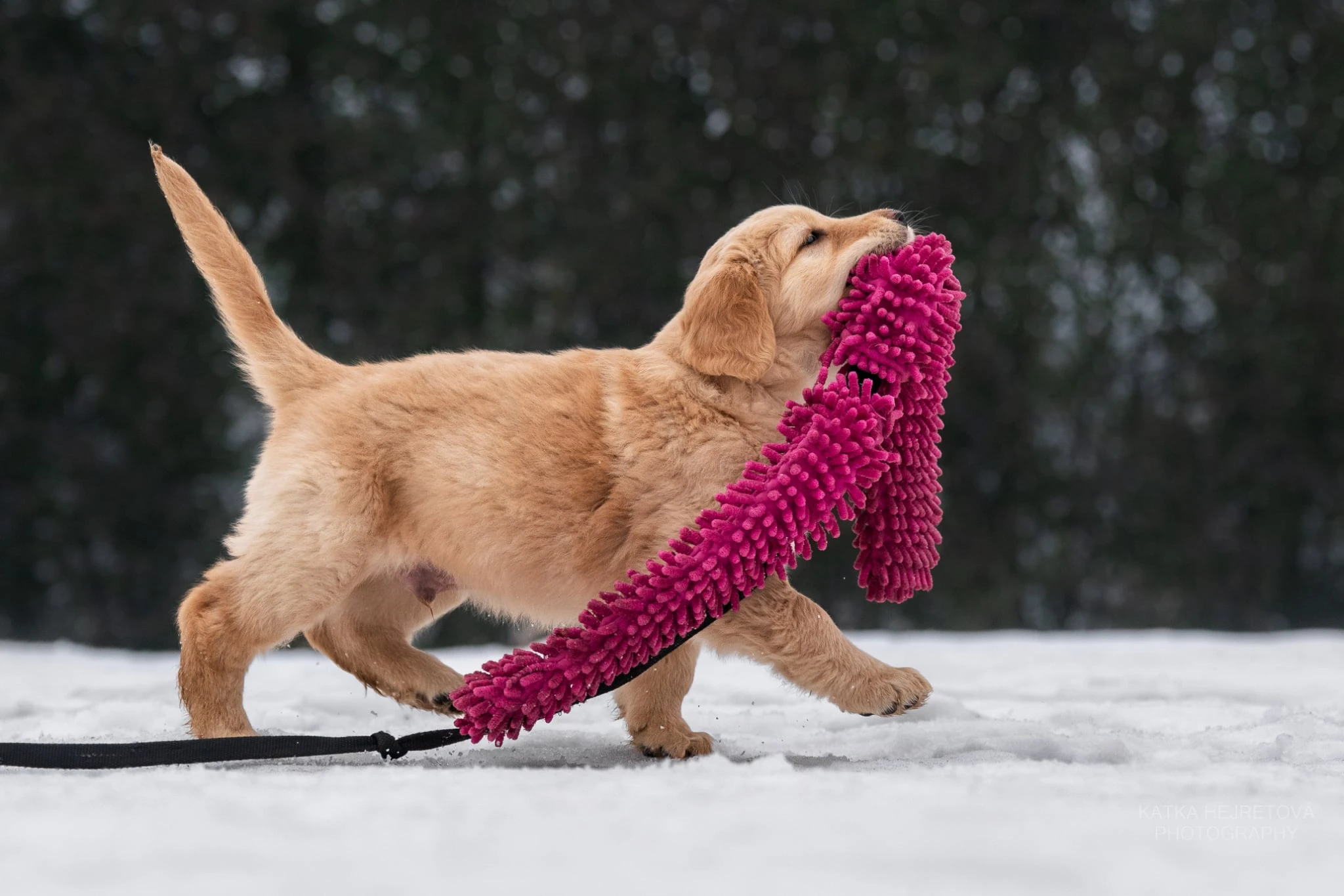 Chopper a Chris hledají láskyplnný domov