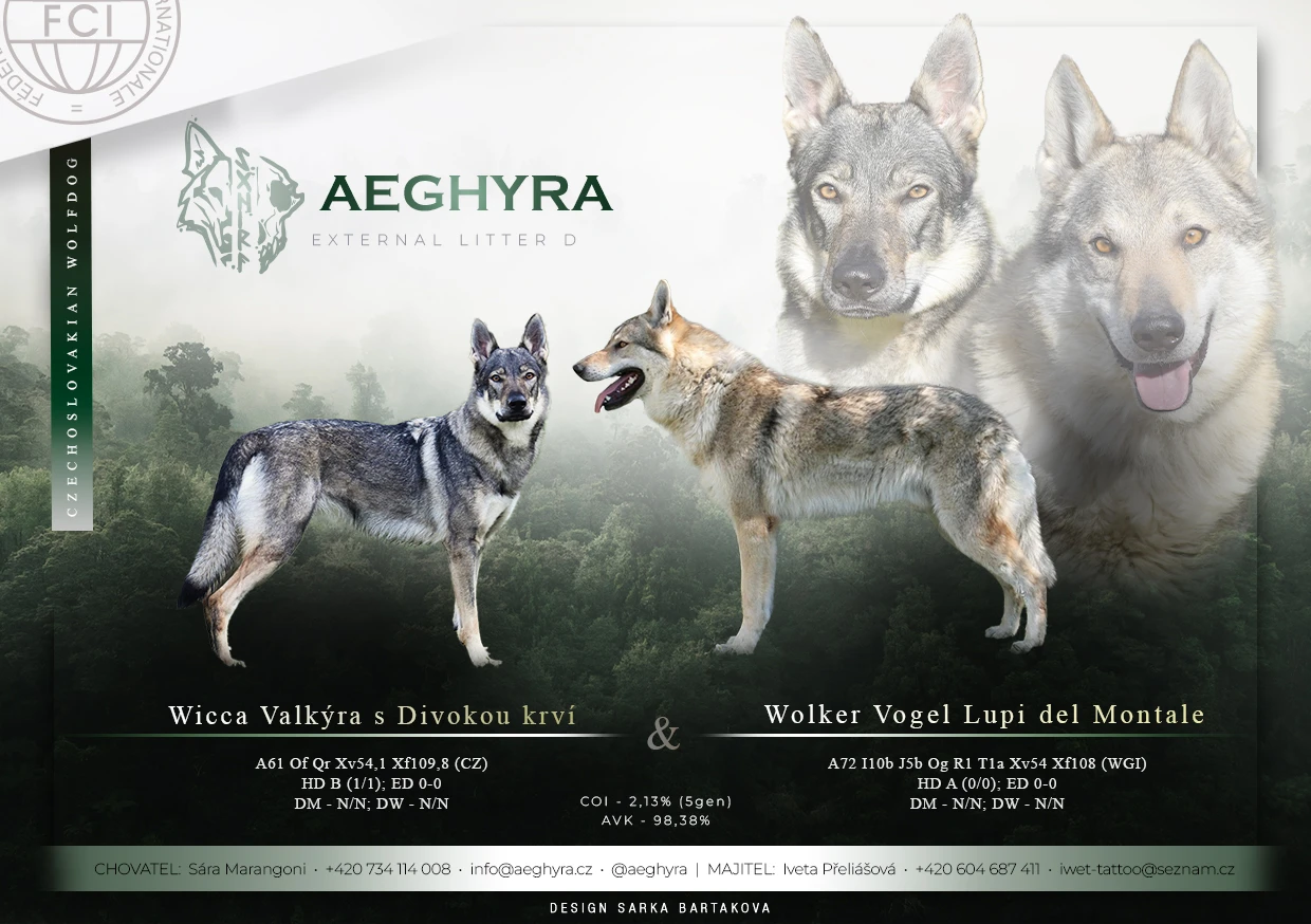 Československý vlčák s PP - vrh D Aeghyra