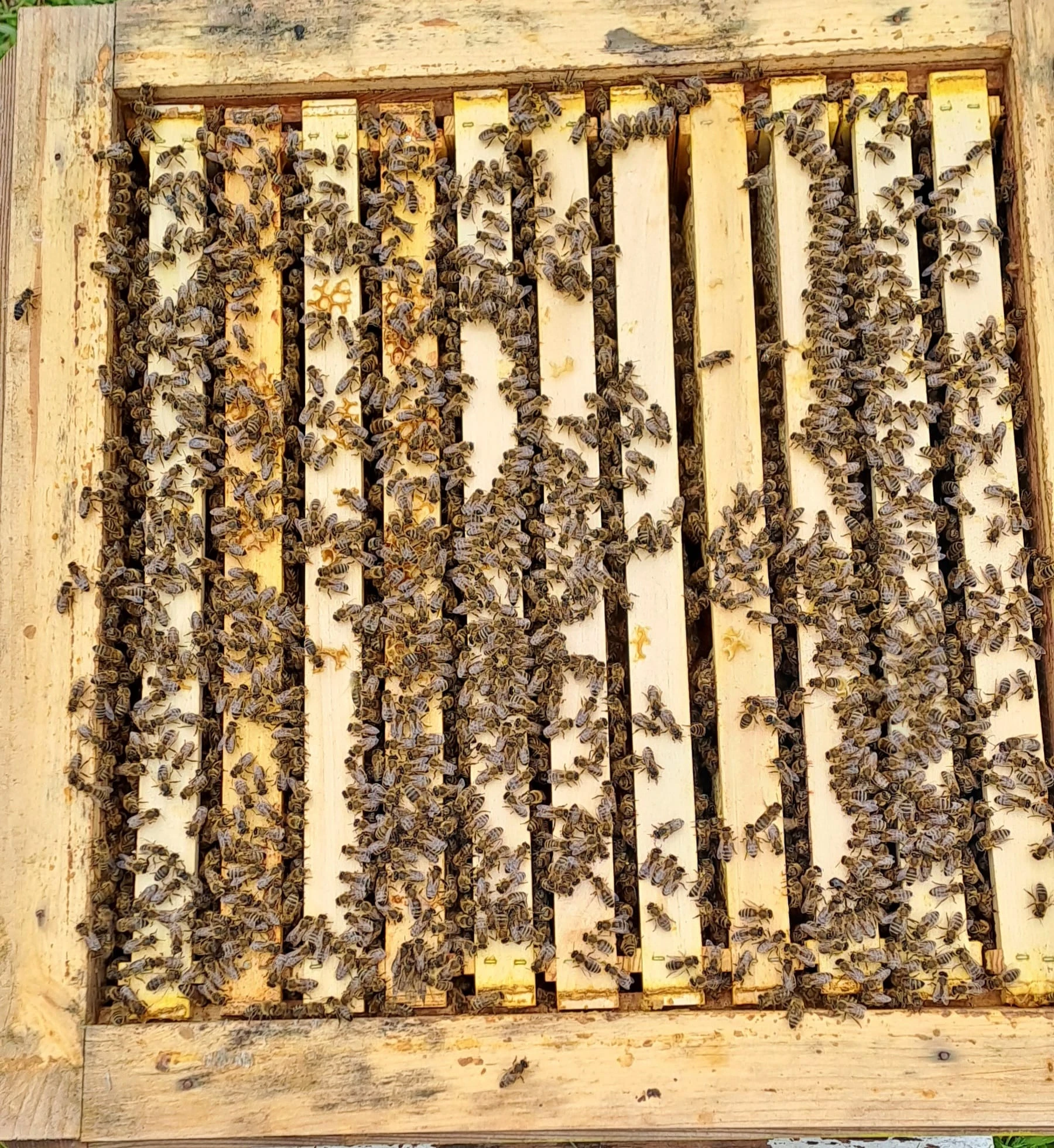 Vyzimovaná včelstva