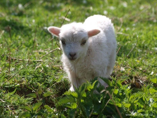 Koupím Ouessantská jehňata