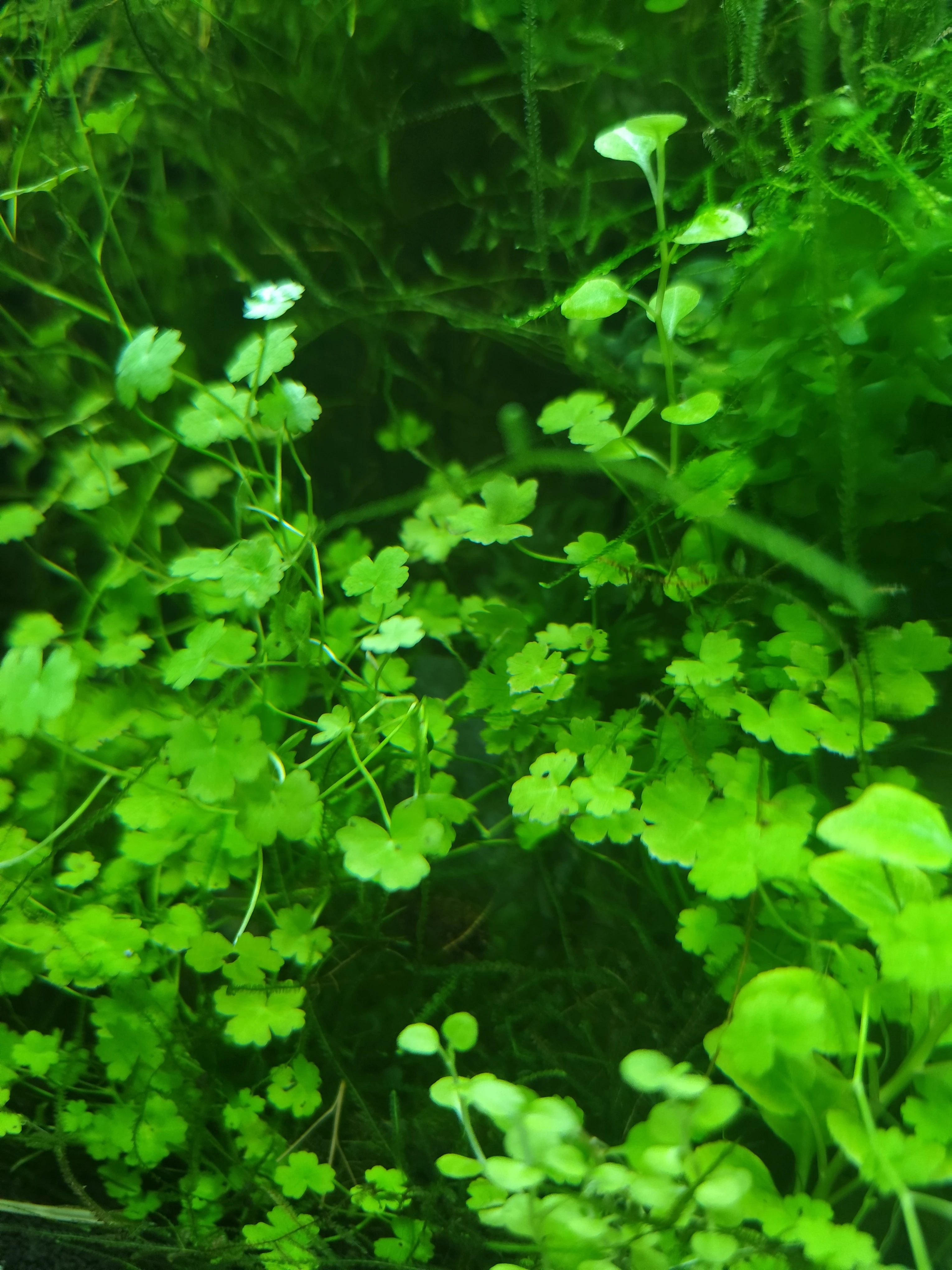 Hydrocotyle tripartita sp. Japan