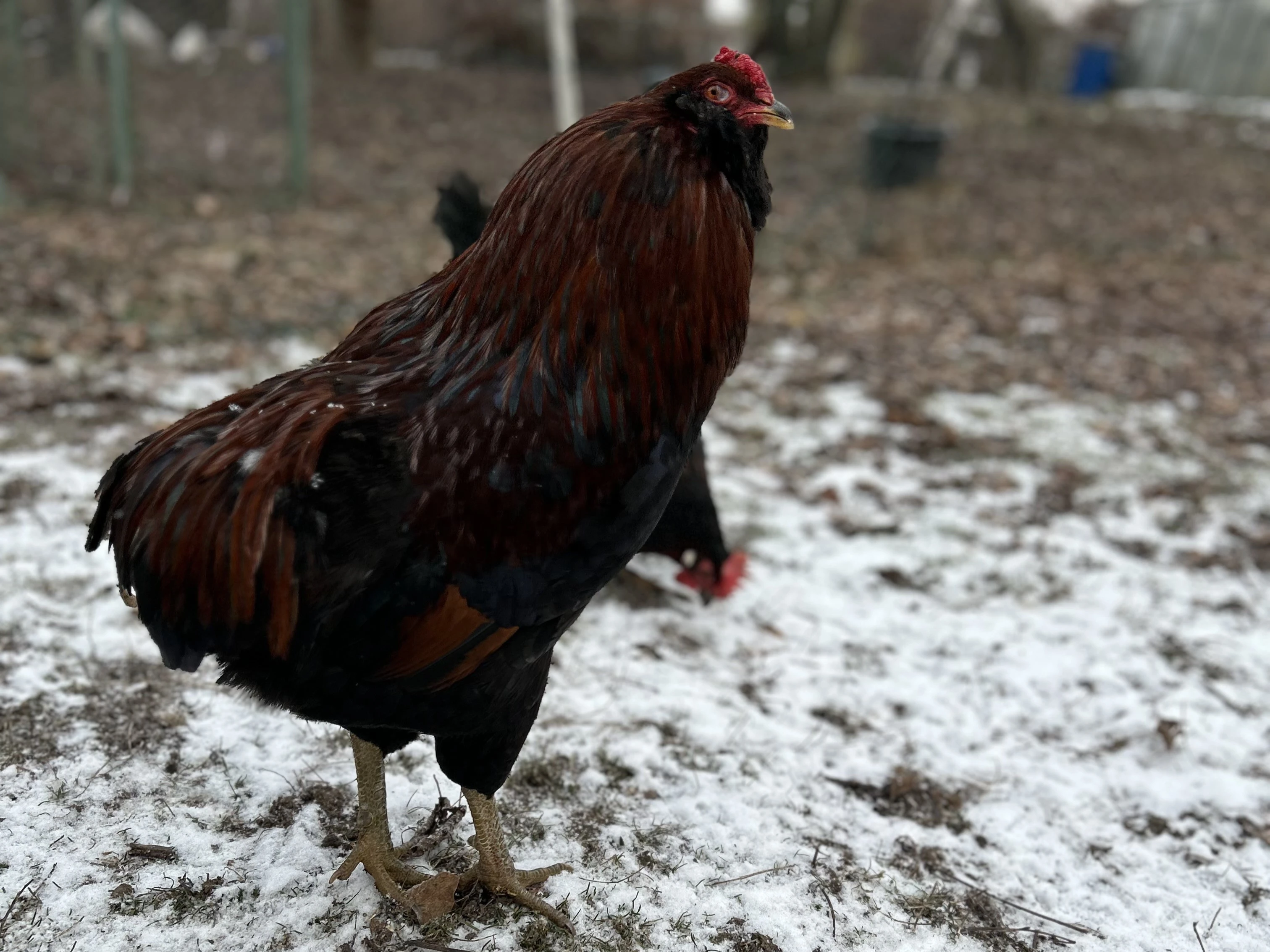 Araukana divoce zbarvená kohout