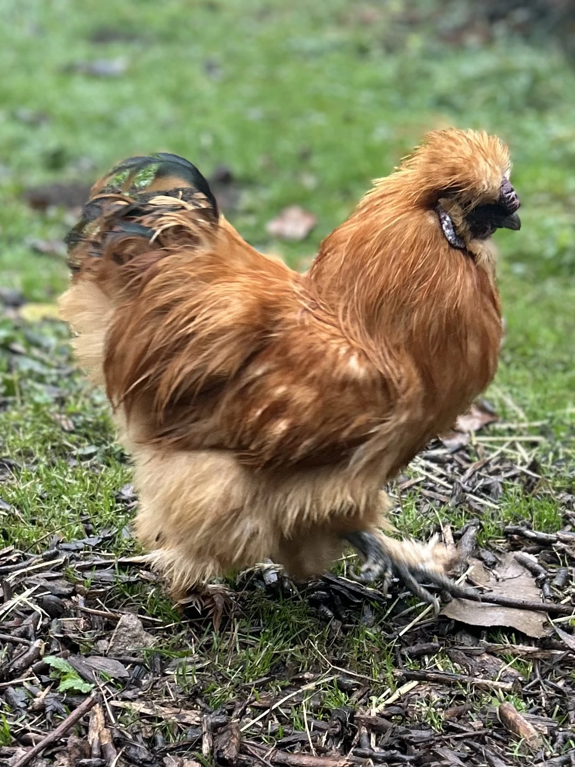 Hedvábnička - kohout