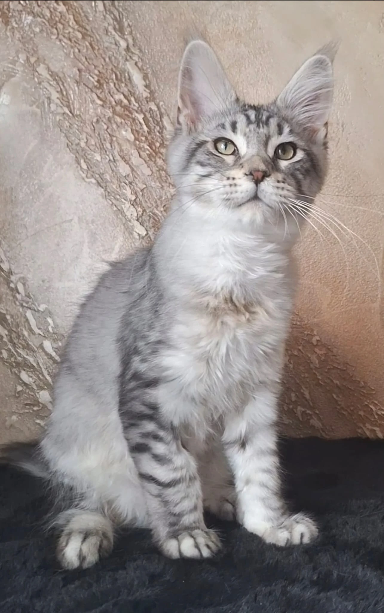 Kocourek mainský mývalí