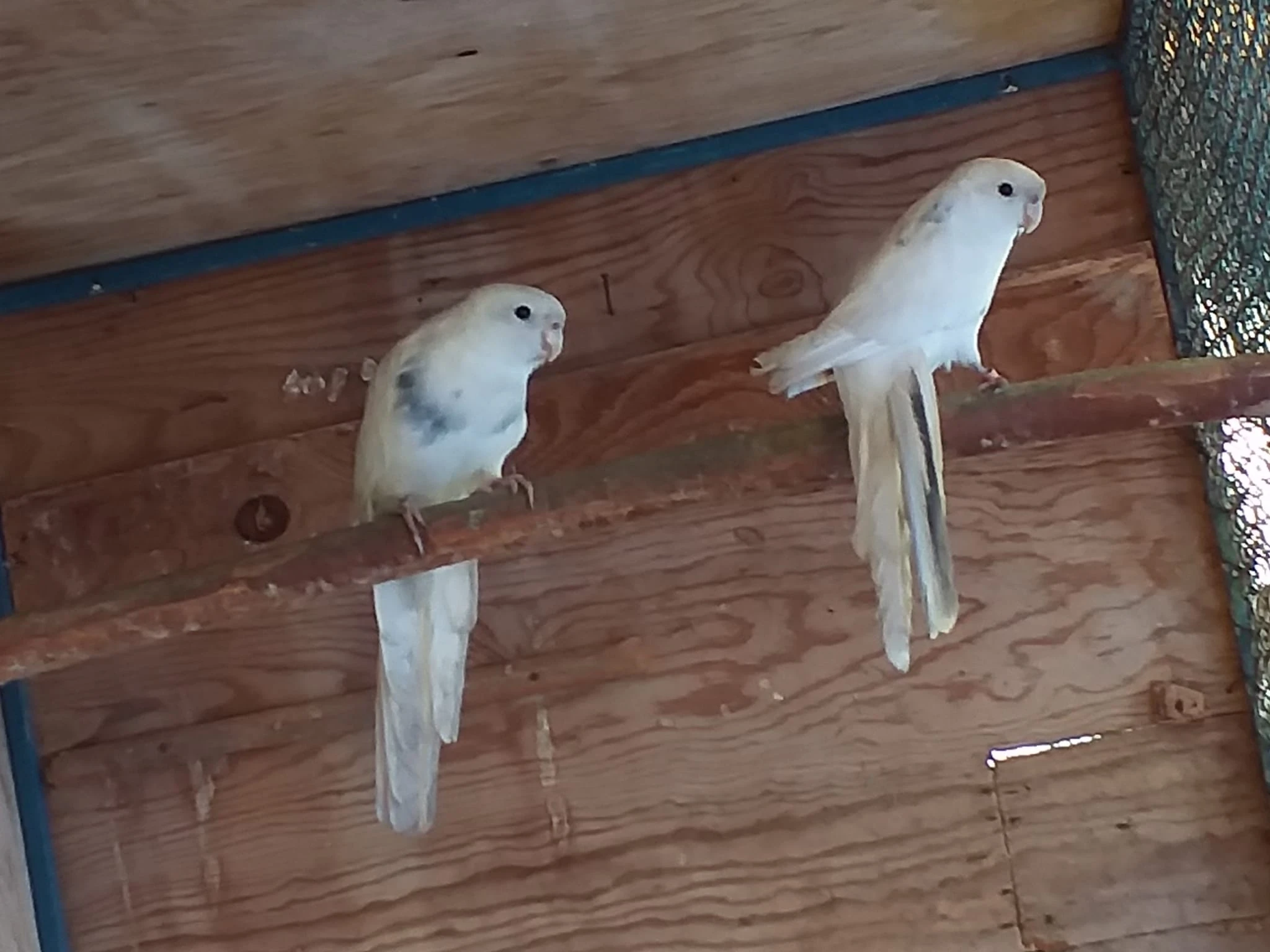 1.1. penant straka, chovný pár  3000,-Kč