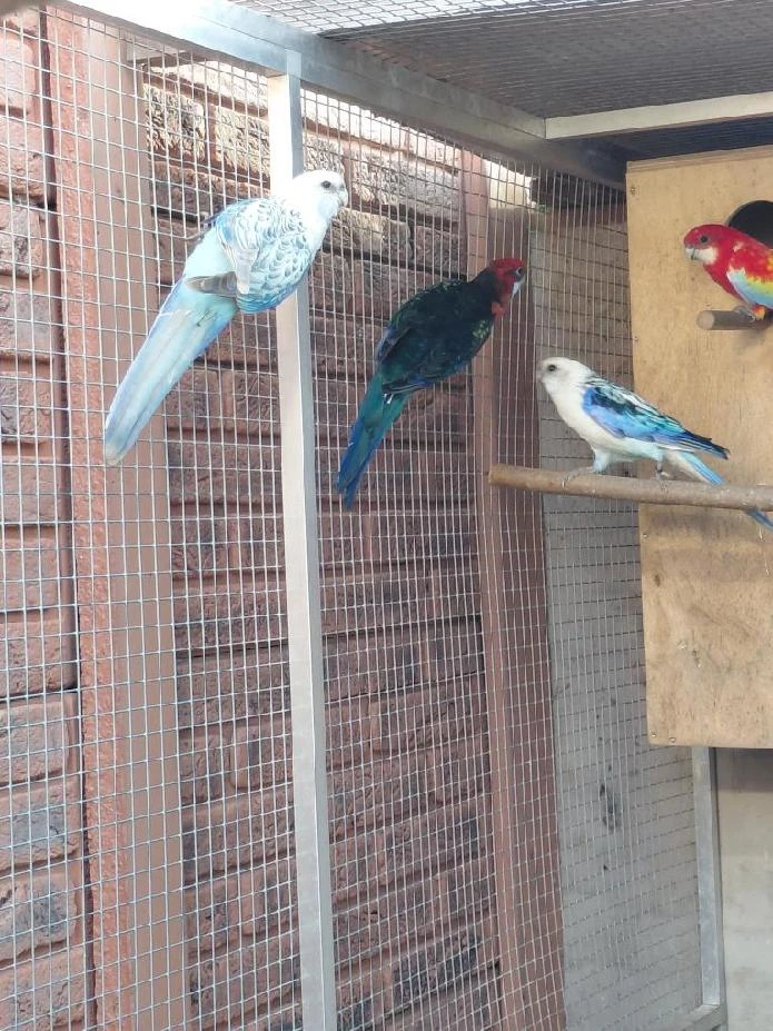 Prodám mutační rosele