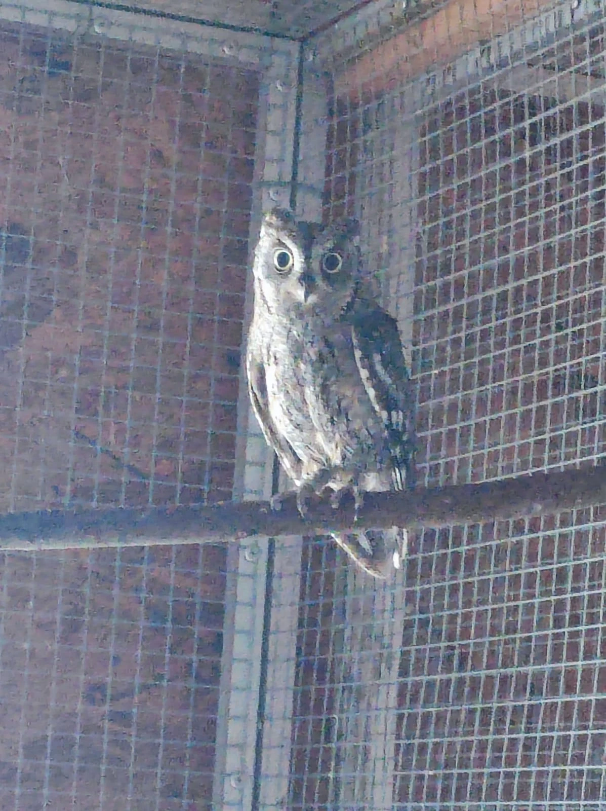 Prodám odchov výrečka malého