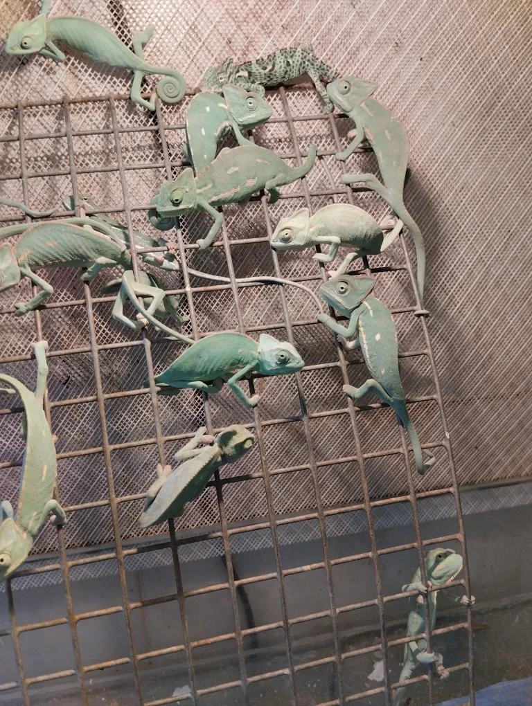 Chameleón jemenský