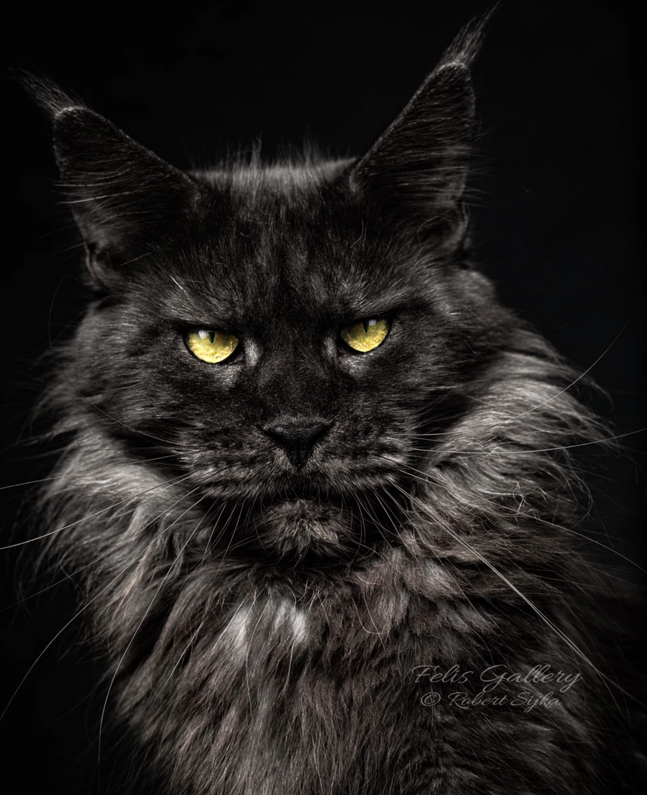 Polydaktyl, kotě, kocourek MCO