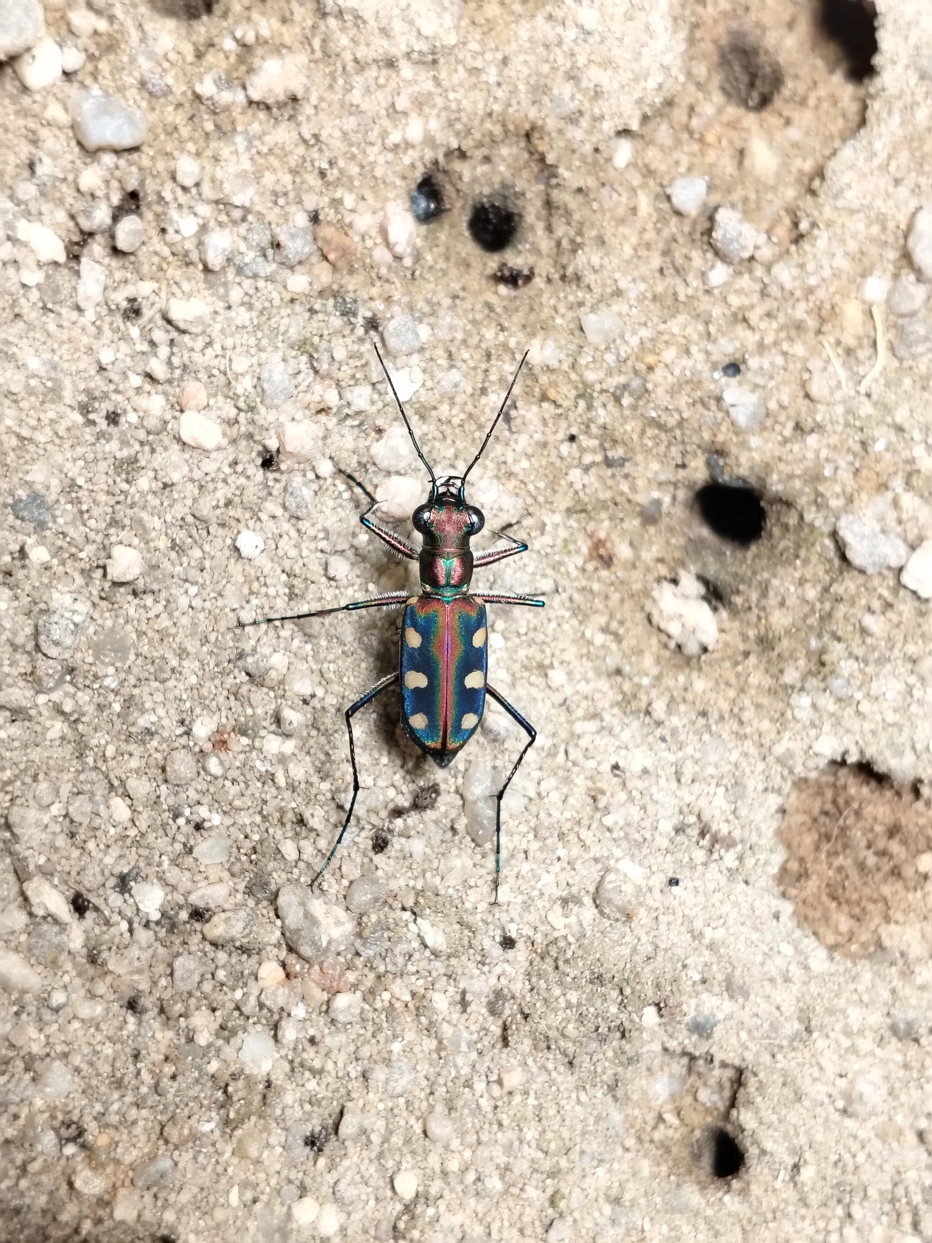 Cicindela aurulenta