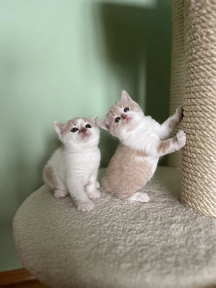 Britská koťátka s PP