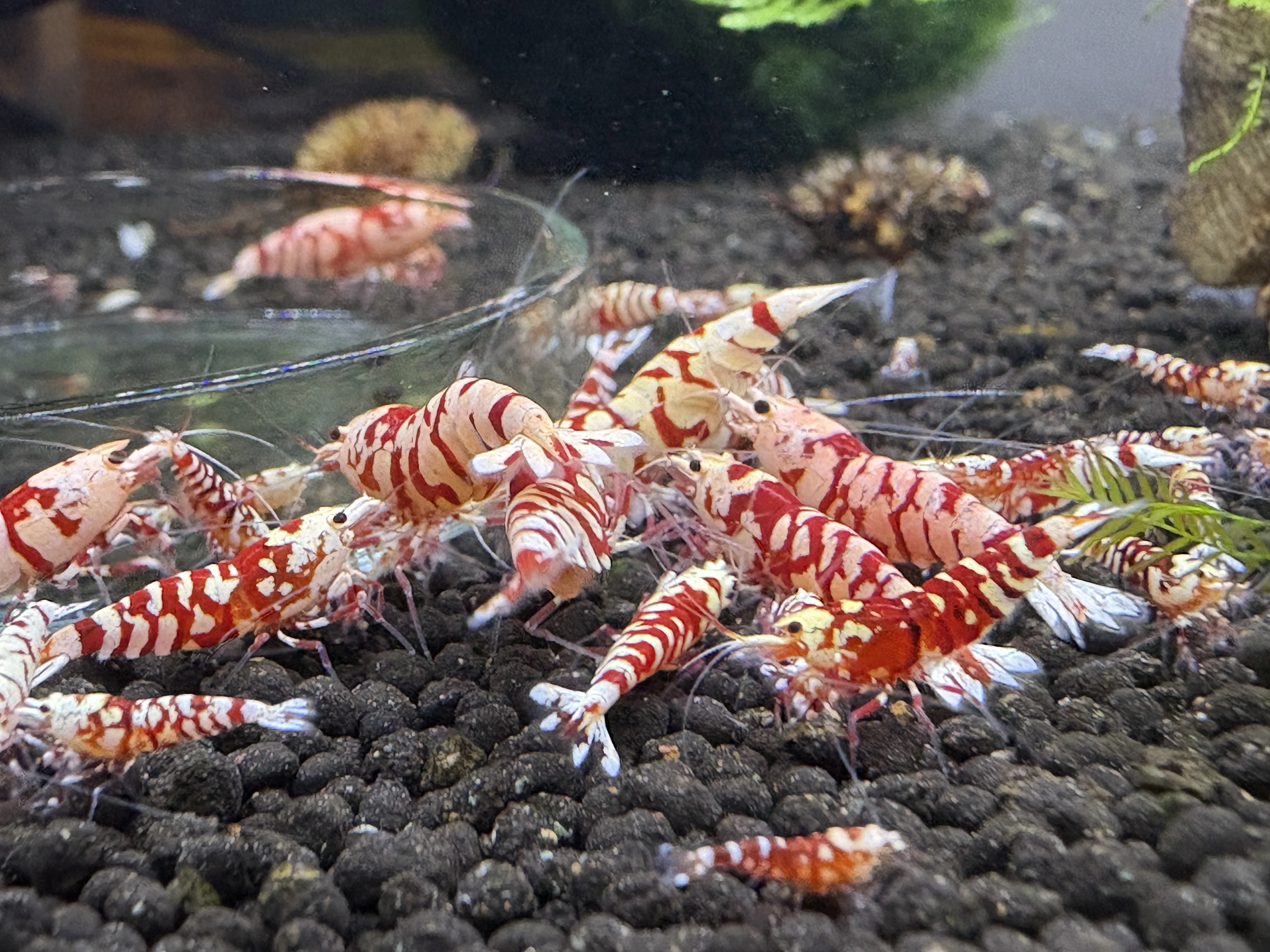Krevetky Caridina Red Fancy Tiger