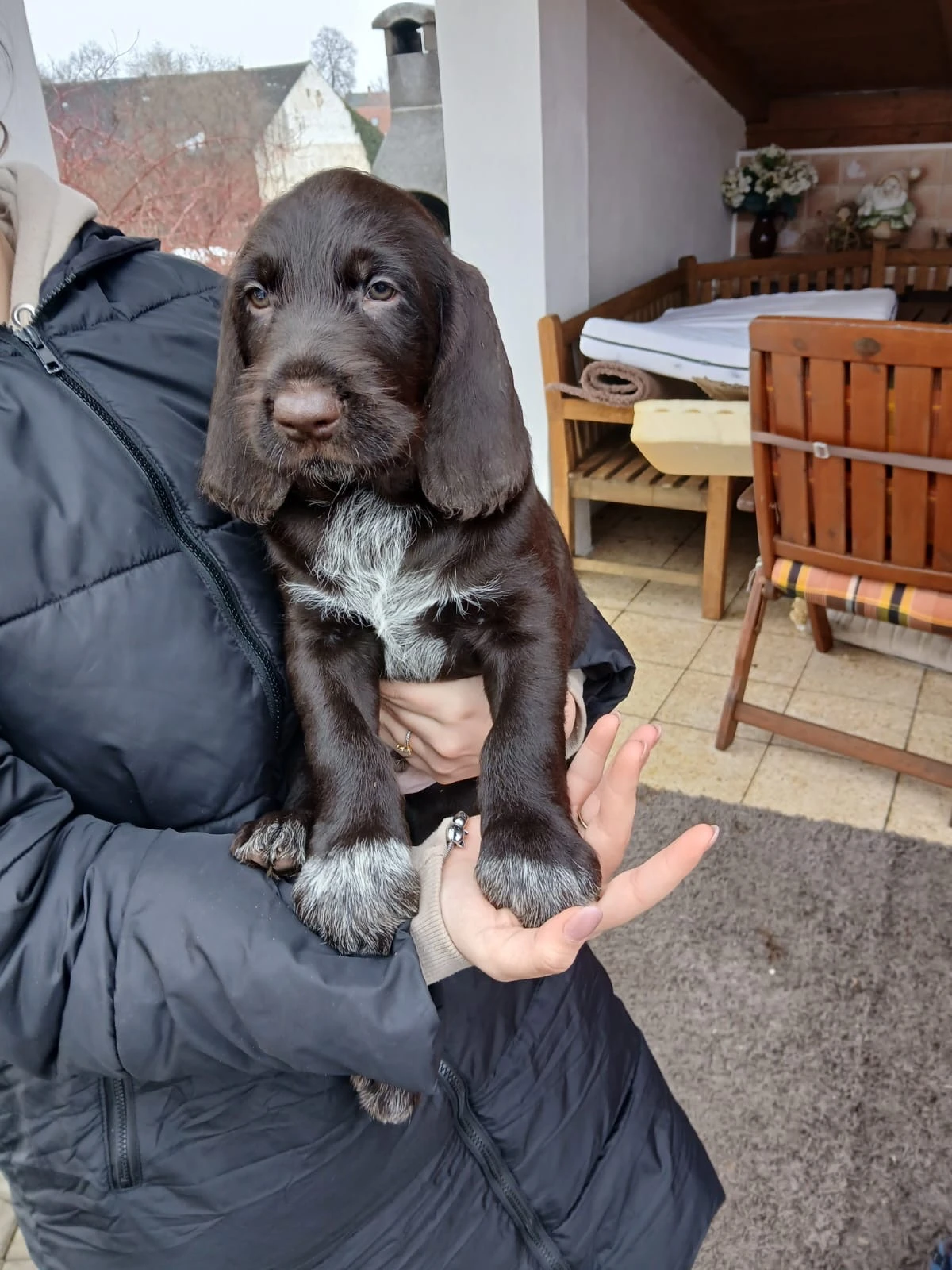 Prodej Českých fousků, pejsci hnědáci