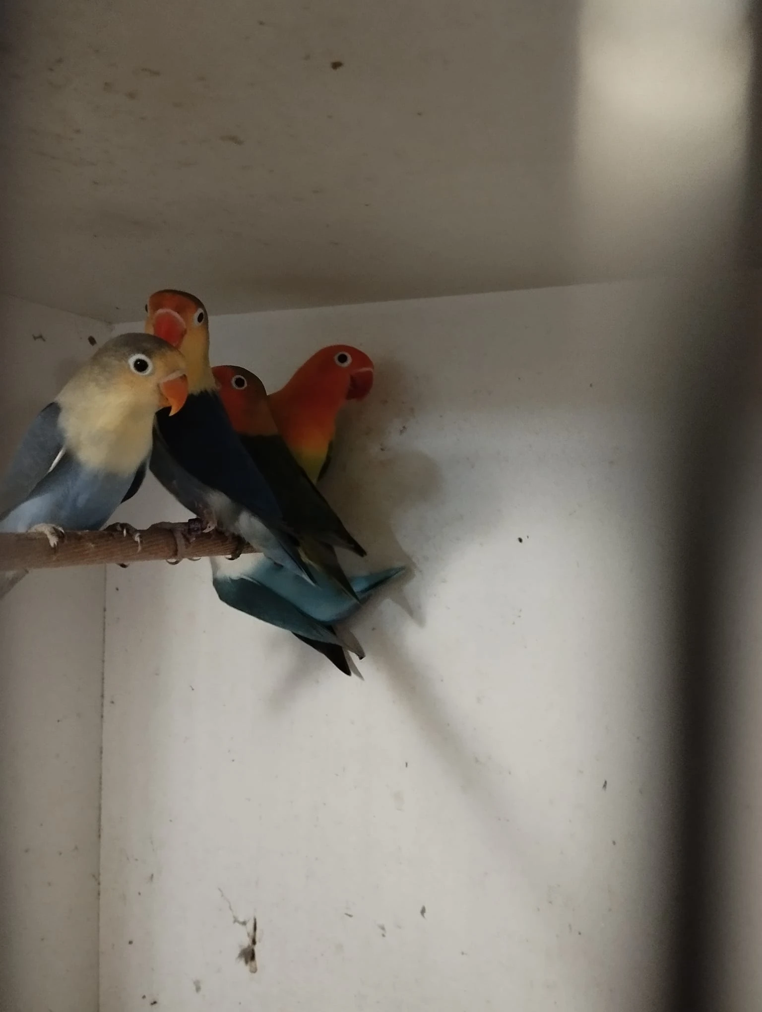 Mlaďata agapornisů