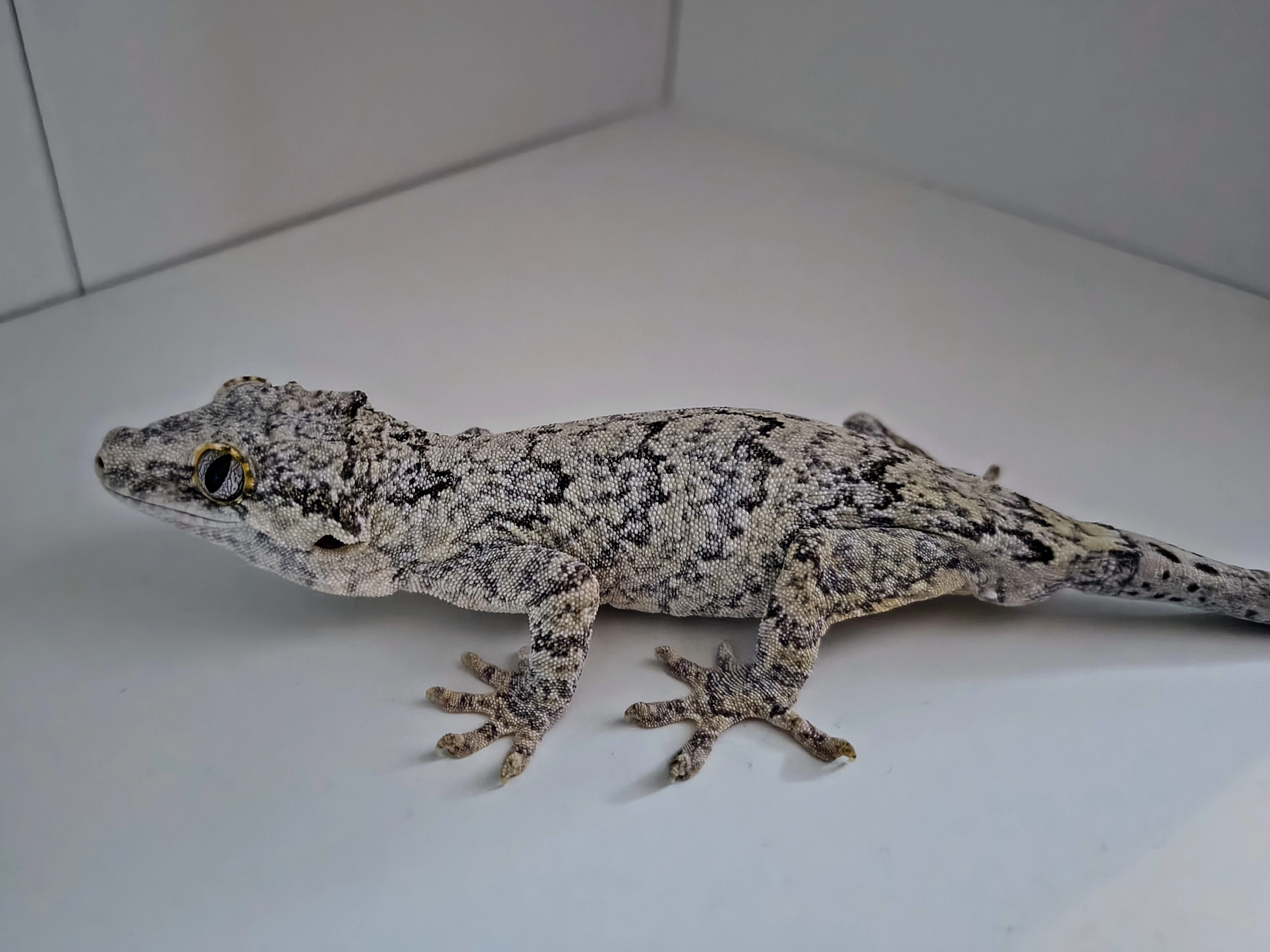 Pagekon hrbolkohlavý (rhacodactylus auriculatus) samec