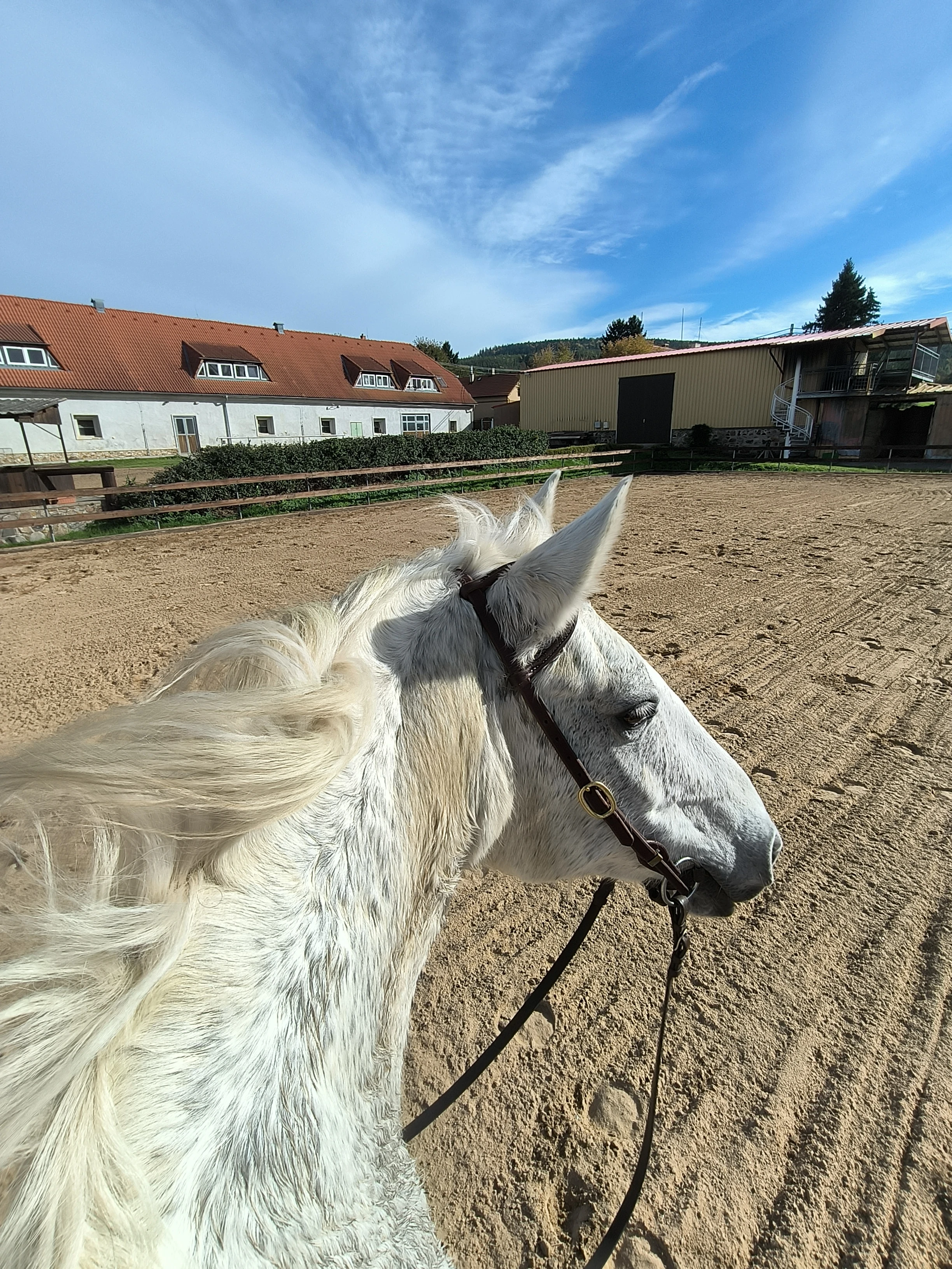 Boxové ustájení – plný servis pro rekreační jezdce Lštěň