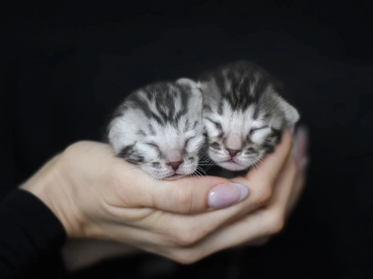 Bengálská koťátka s PP