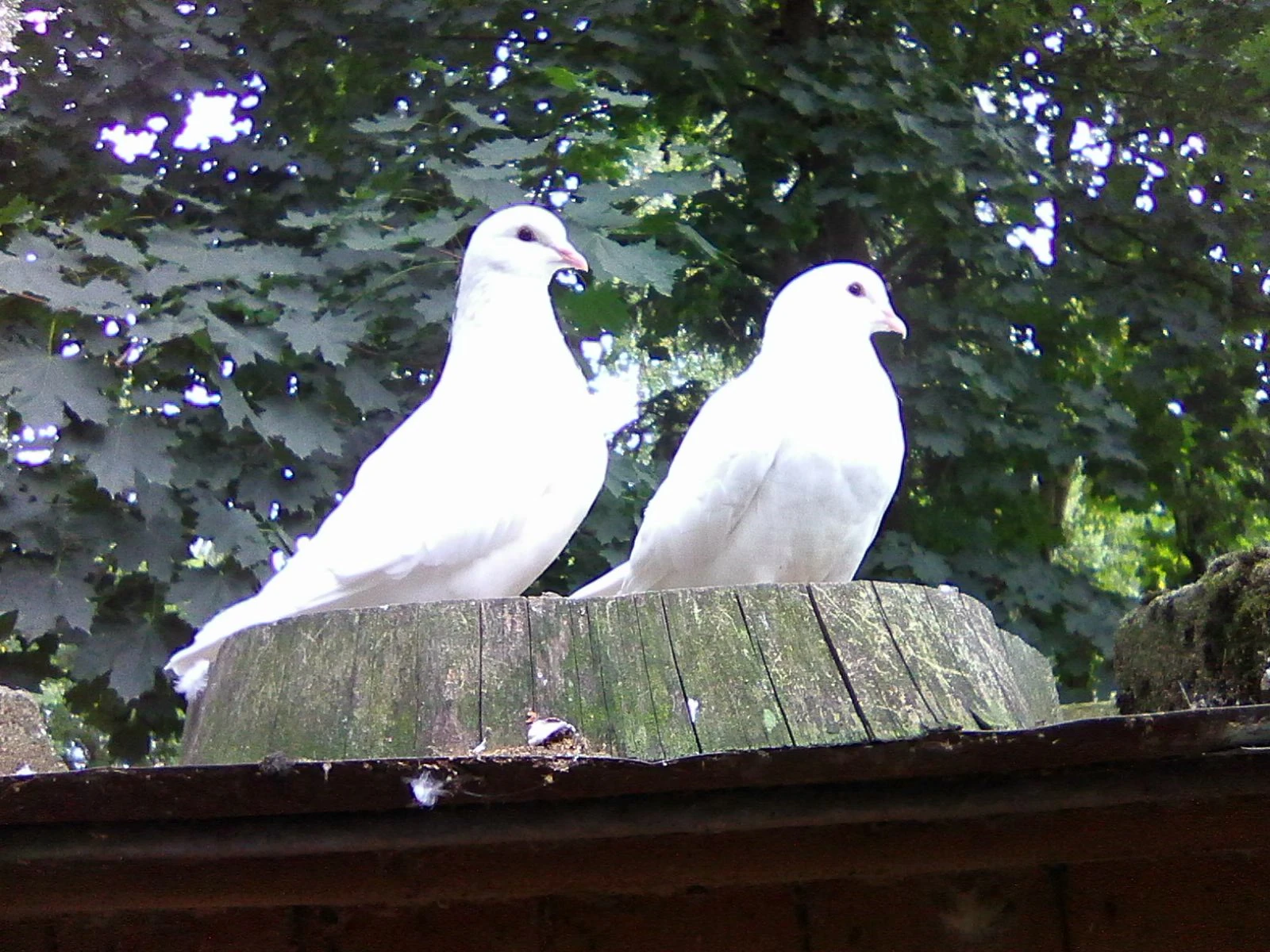 Kalifornský bílý holub