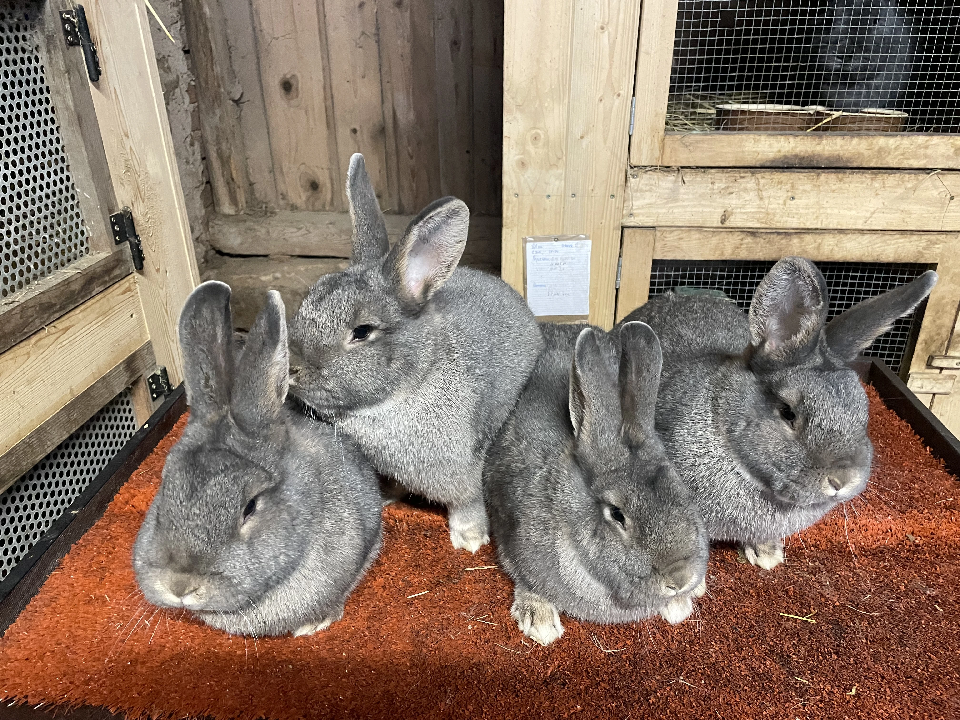 Prodám samce a samice Vídeňské modrošedé