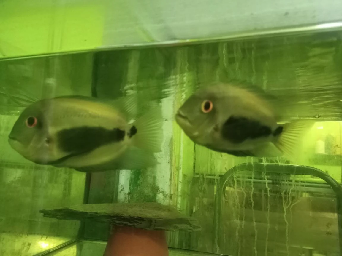 Uaru amphiacanthoides - Uara klínoskvrnná