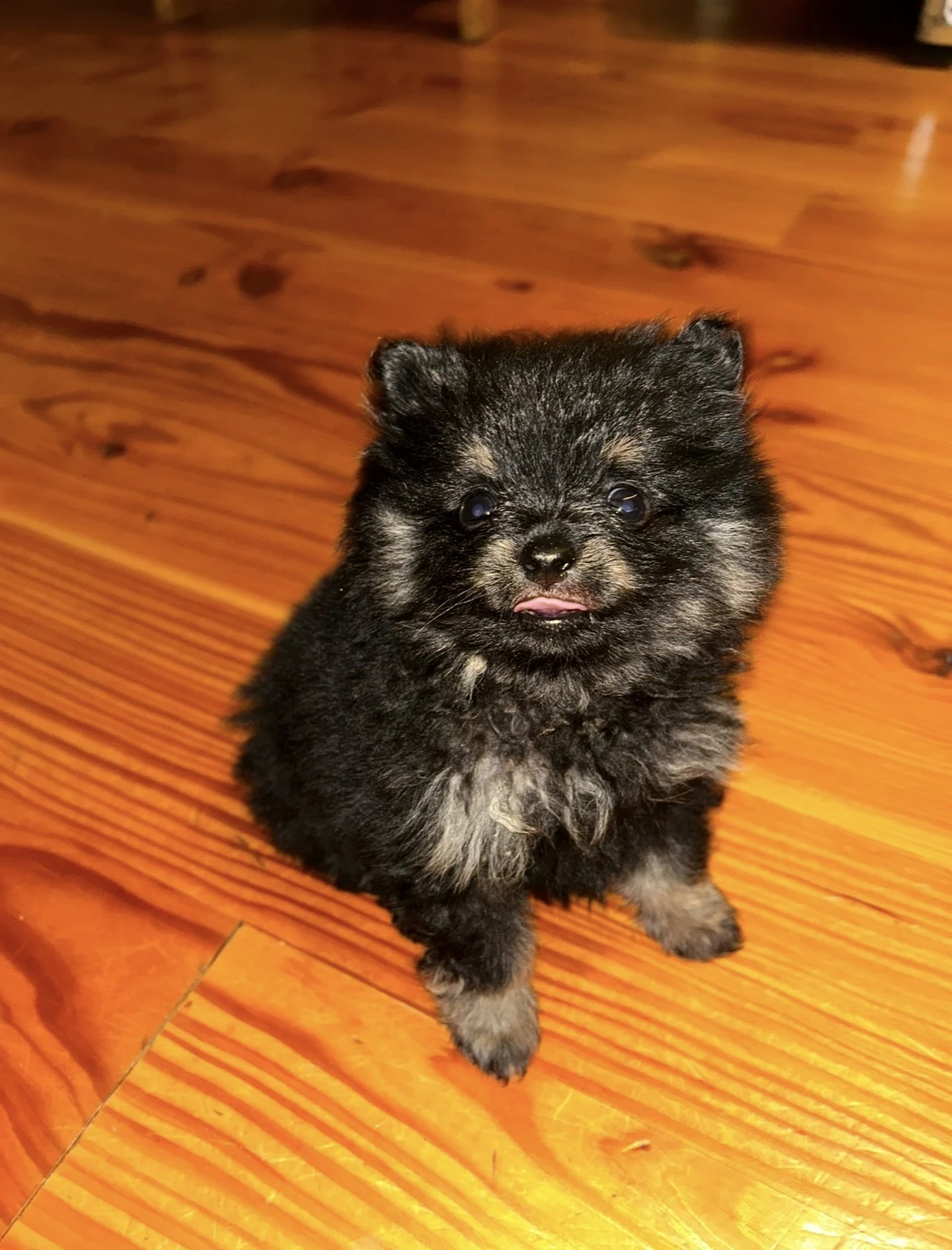 Pomeranian / trpasličí německý špic