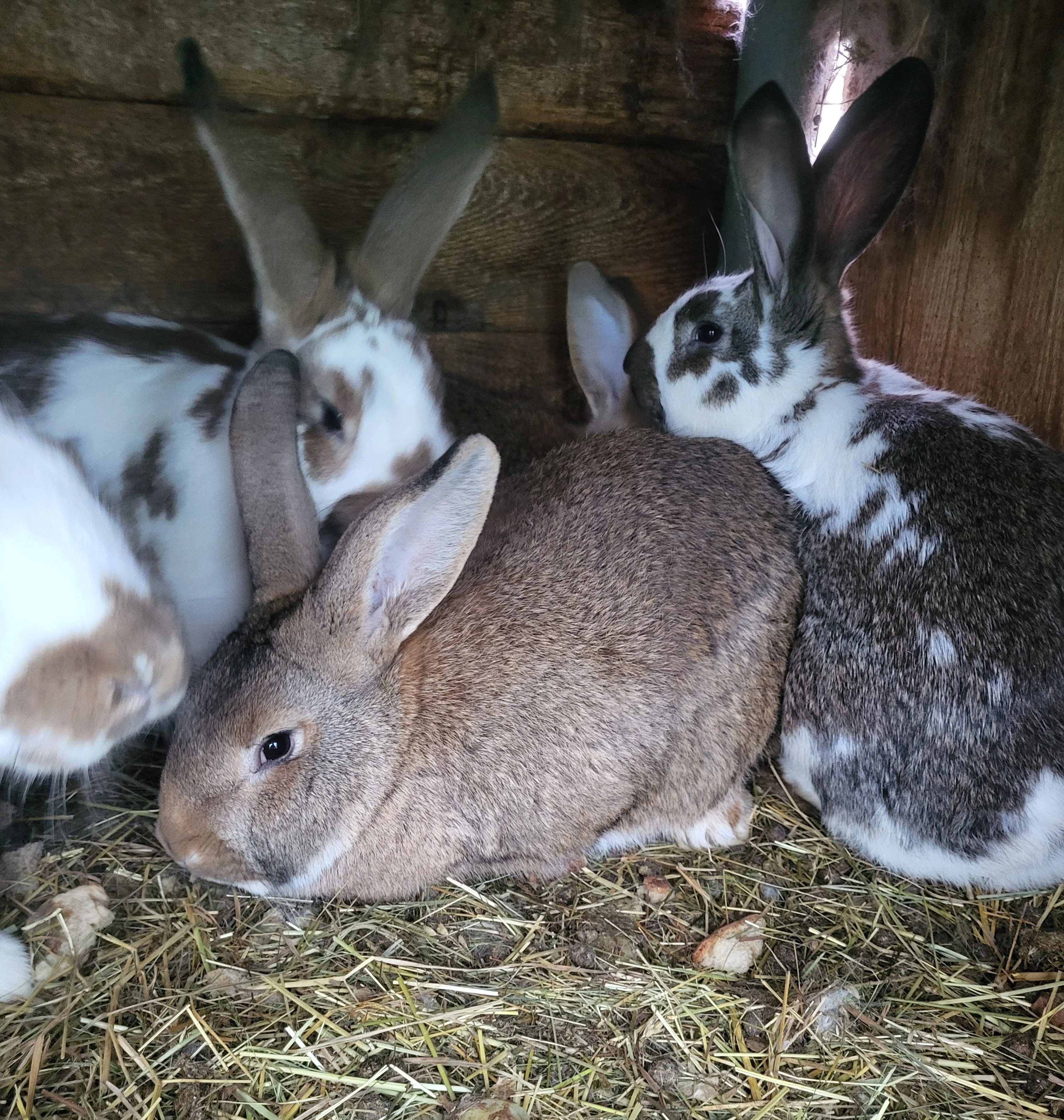 Prodám samici a samce vesnický mix