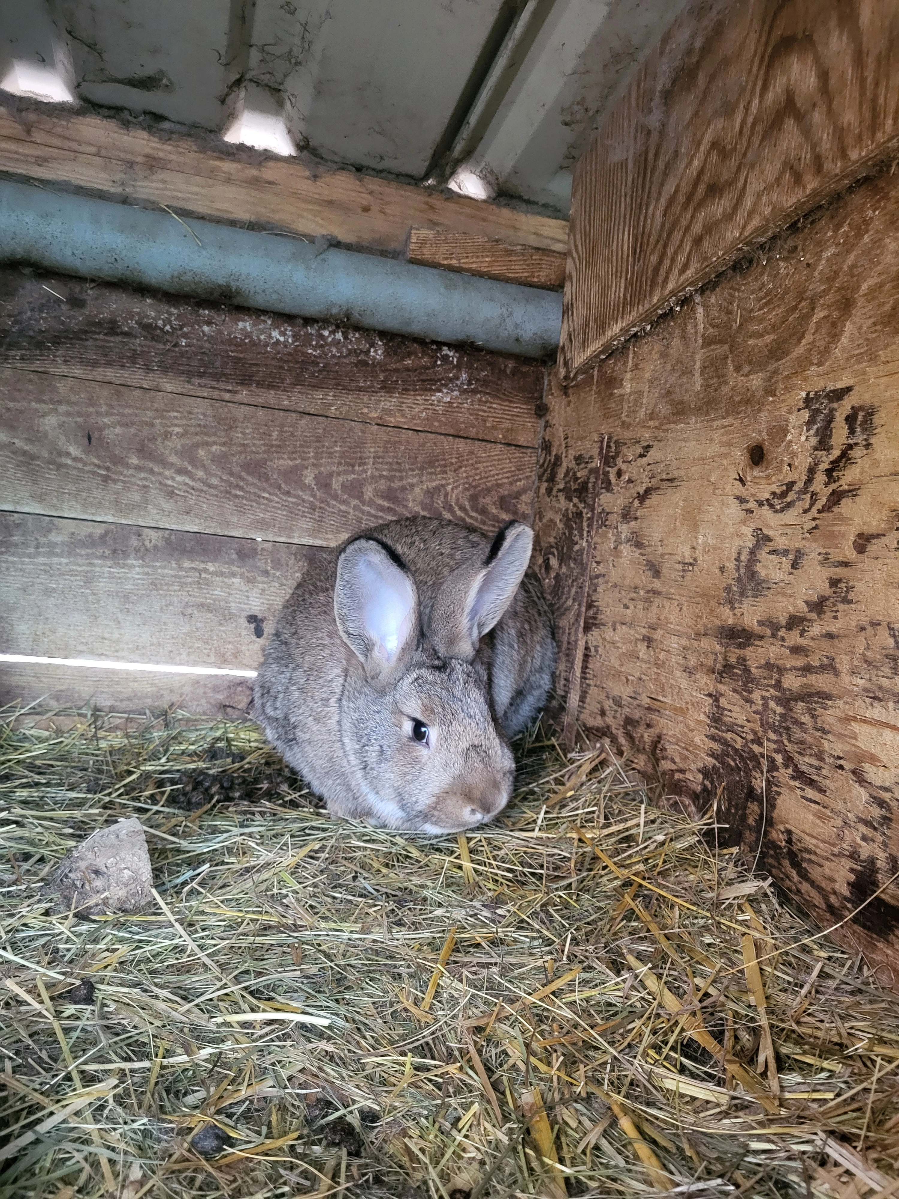 Prodám samici vesnický mix