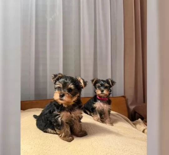 Štěňata jorkšírského teriéra k odběru dnes