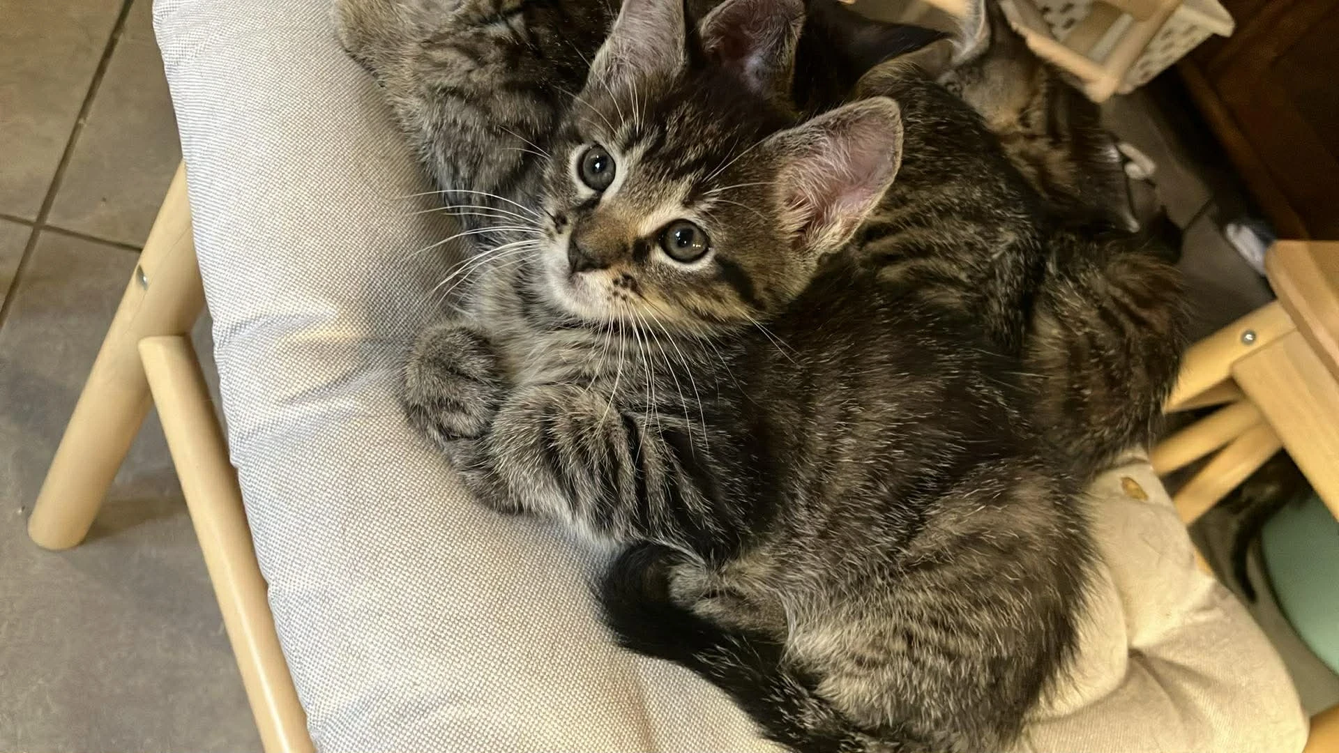 Koťátka v typu mainské mývalí