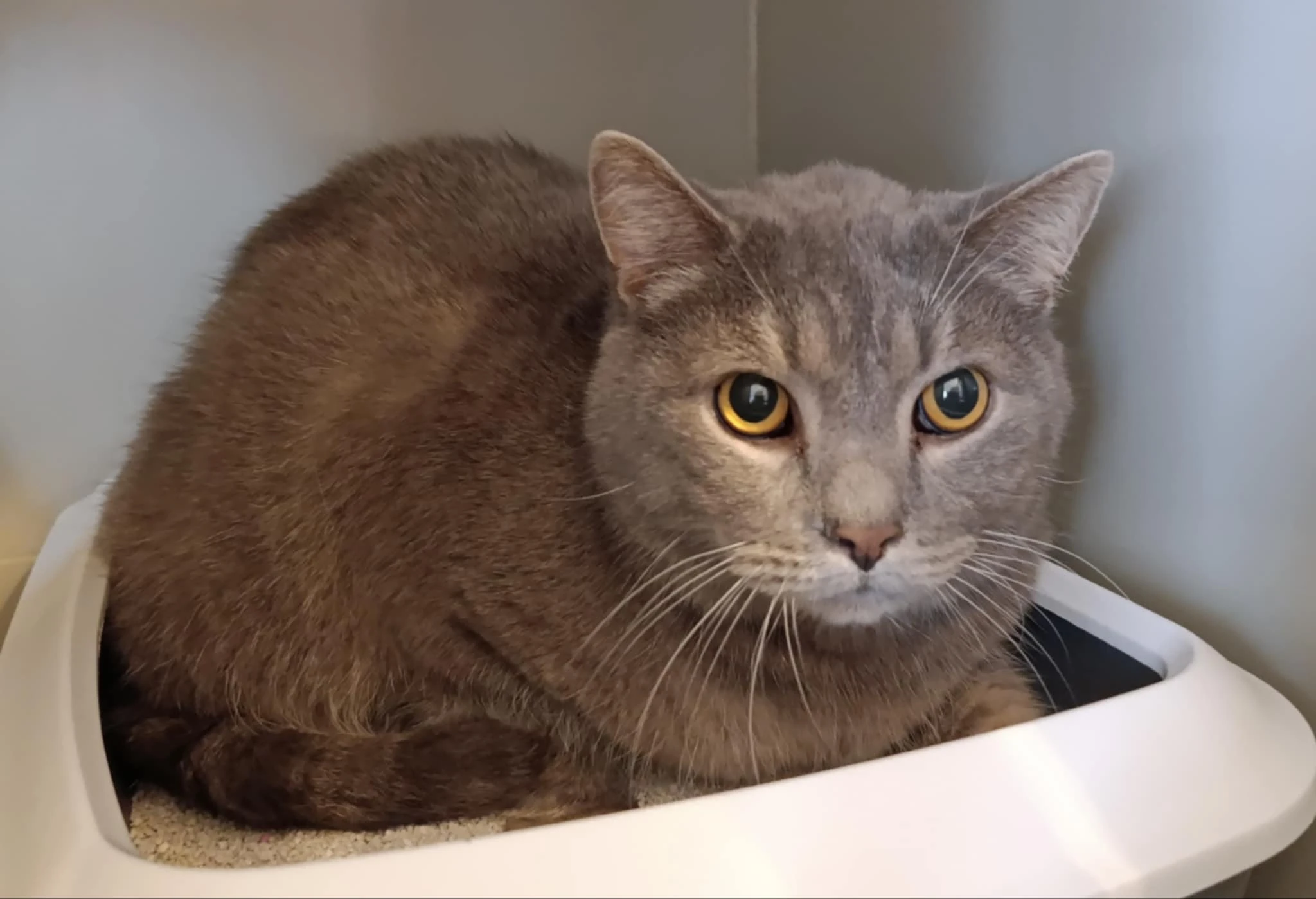 Kocourek Wybie hledá nový domov