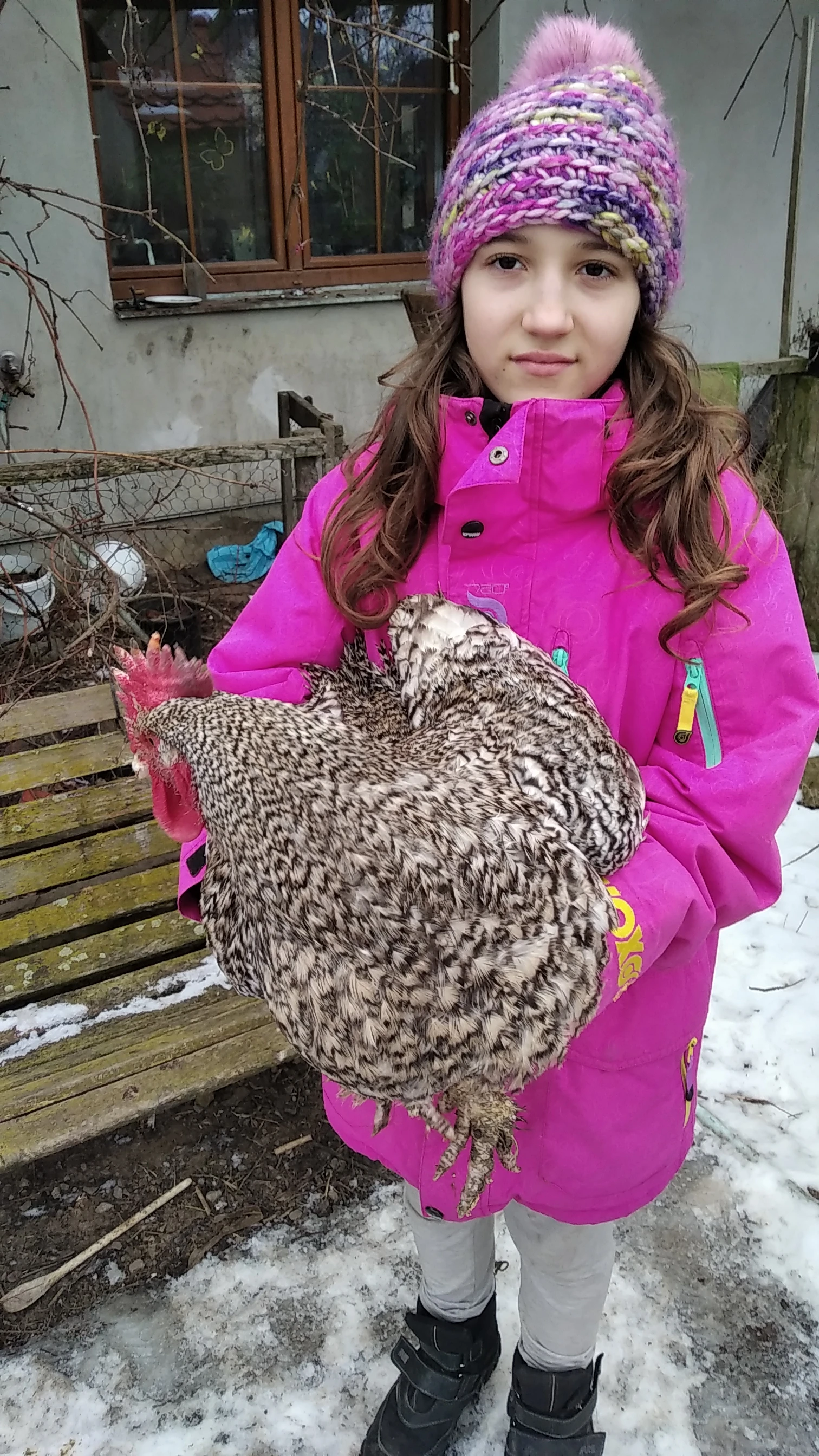 Prodám 2 letého mechelenky kohout