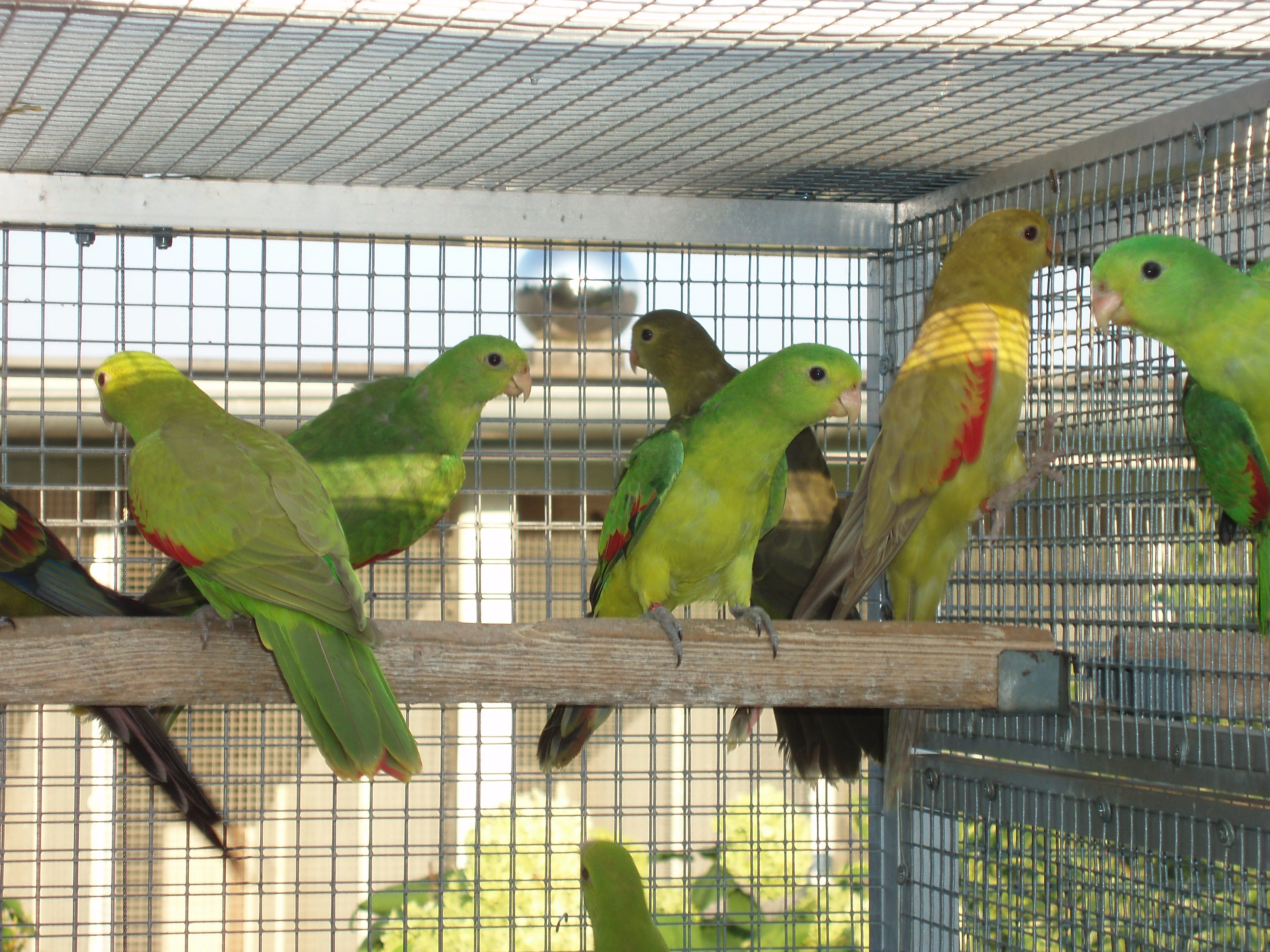 Pap.červenokřídlý žlutý