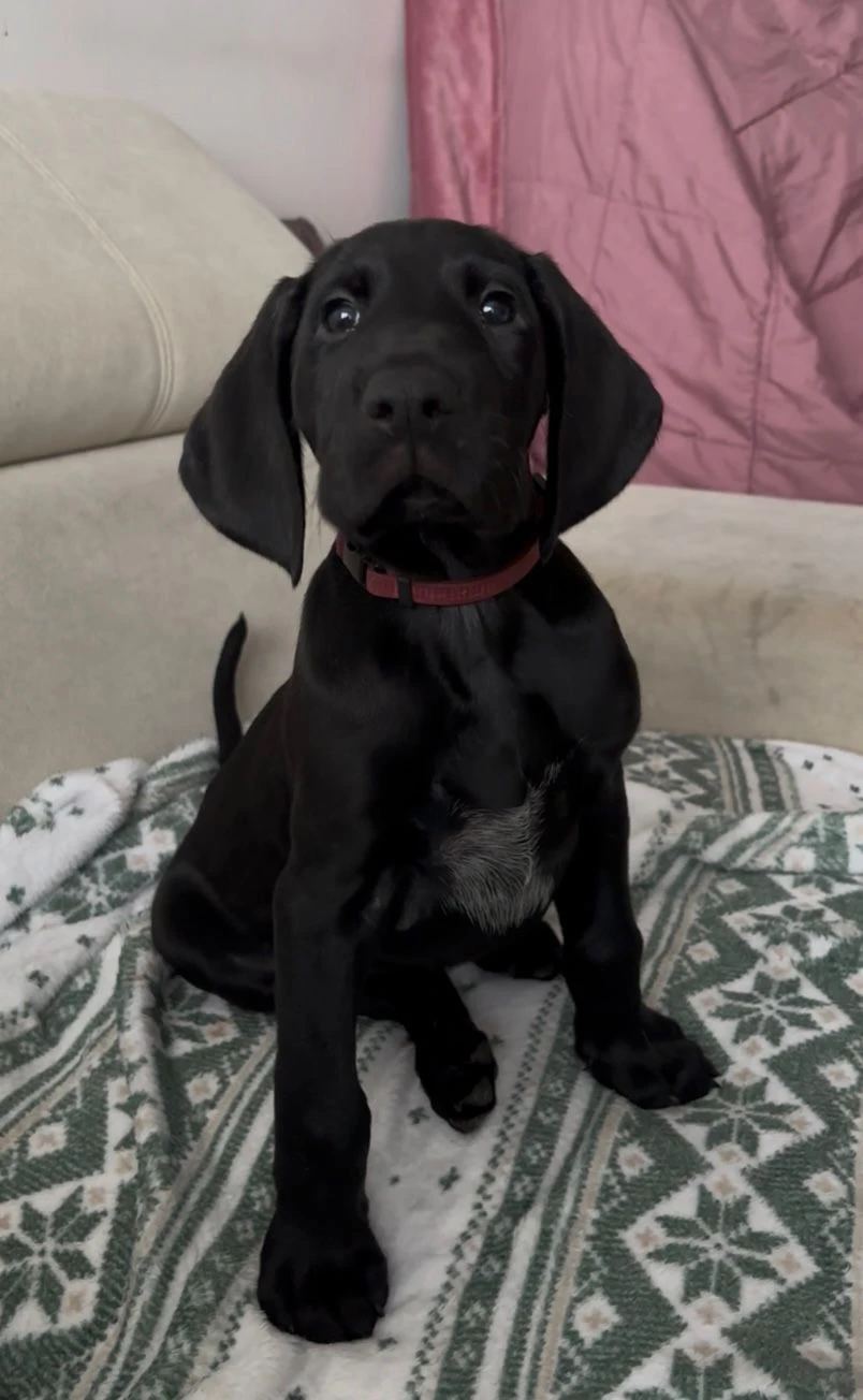 Německý kràtkosrstý ohař