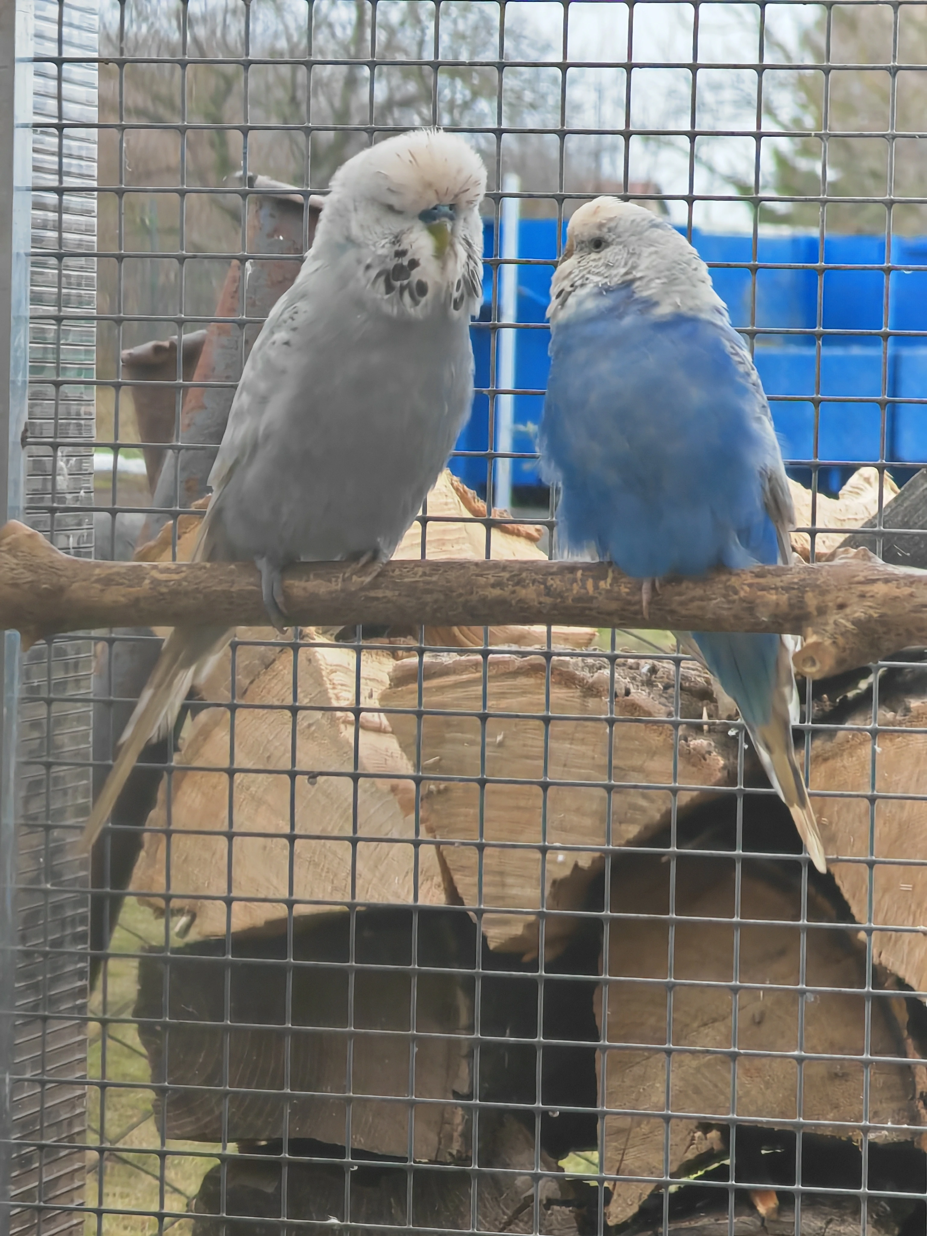 Andulka vlnkovaná pár