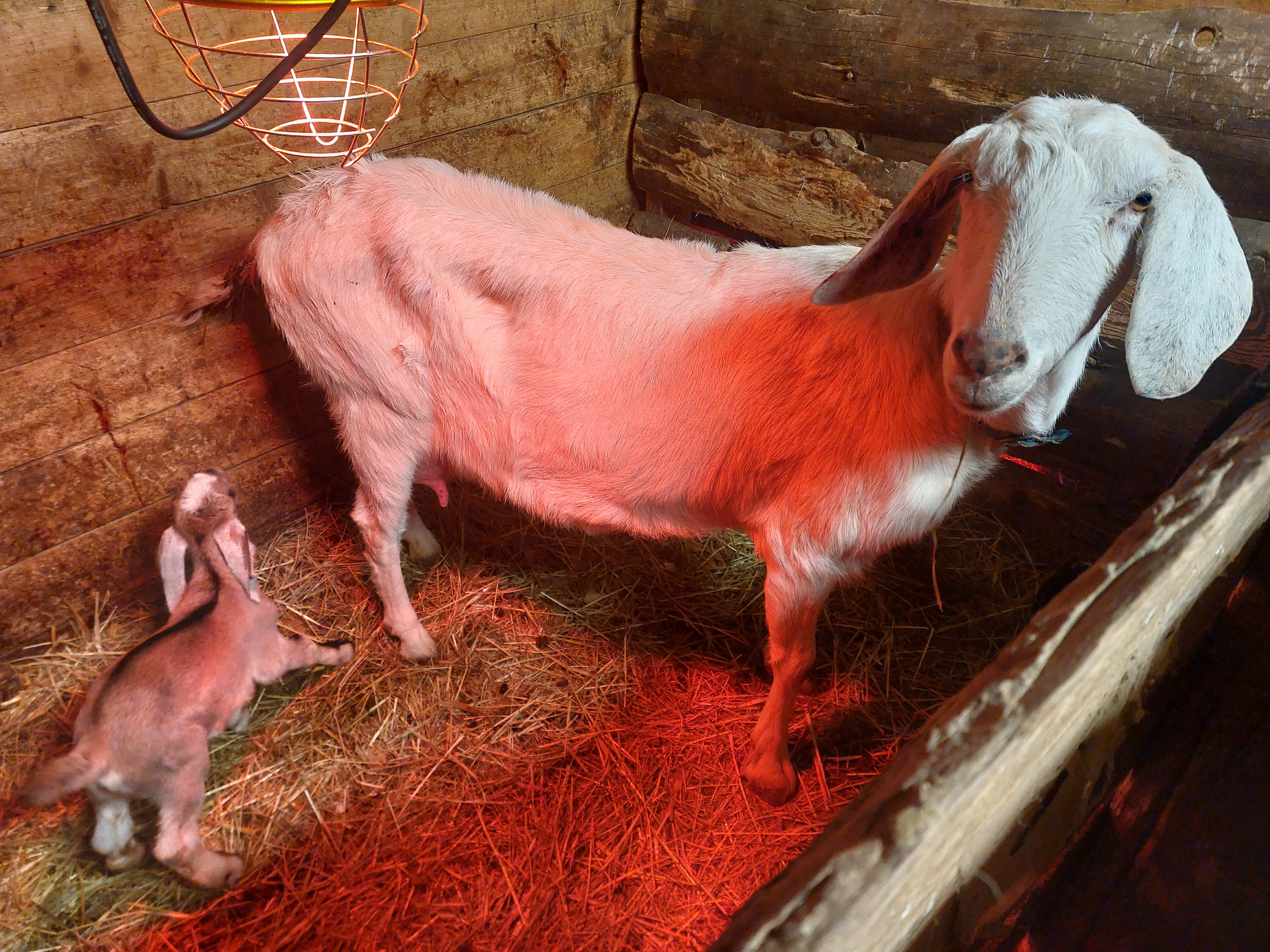 75% AN koza dojící