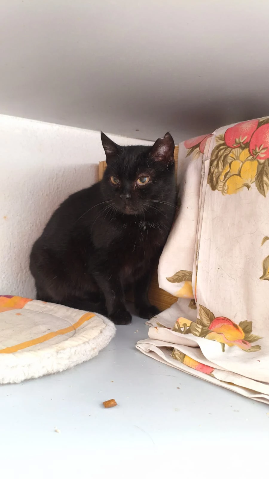 Kočičky hledají domovy.