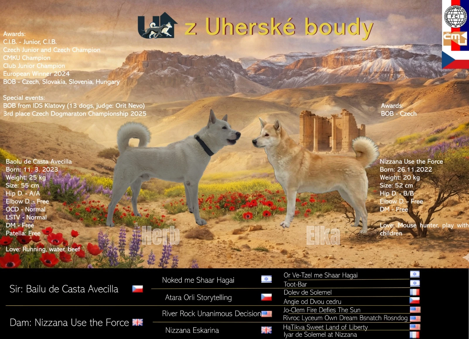 Kanaánský pes – štěňata s PP z vynikajícího spojení