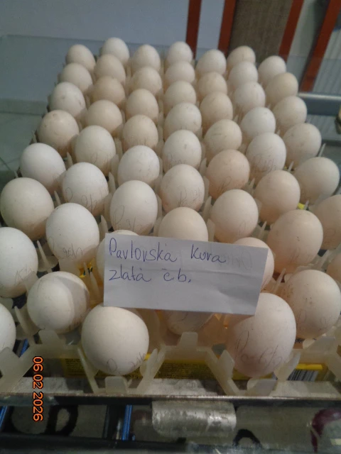 Násadové vajcia do liahne