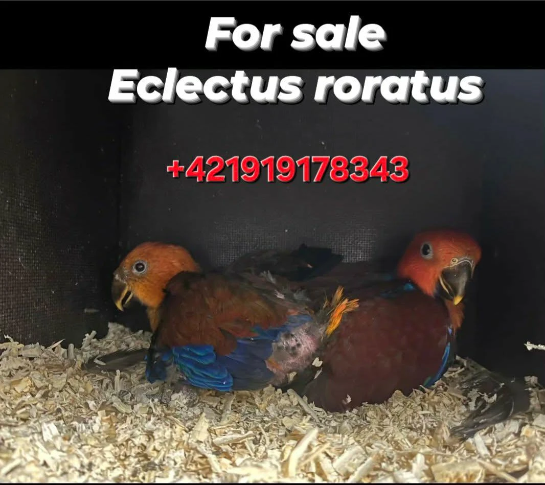 Eclectus rotatus