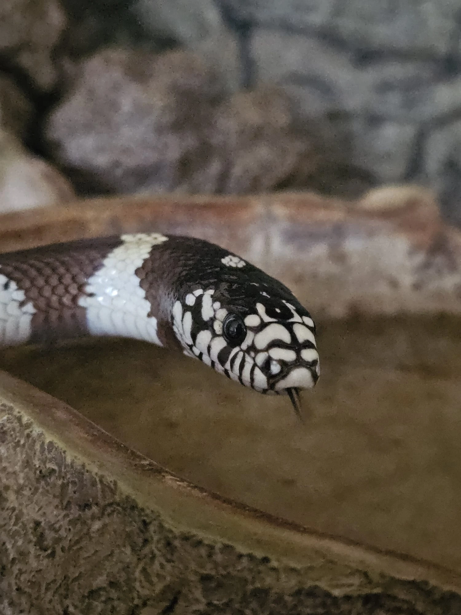 Korálovka kalifornská  možnost terária (Praha)