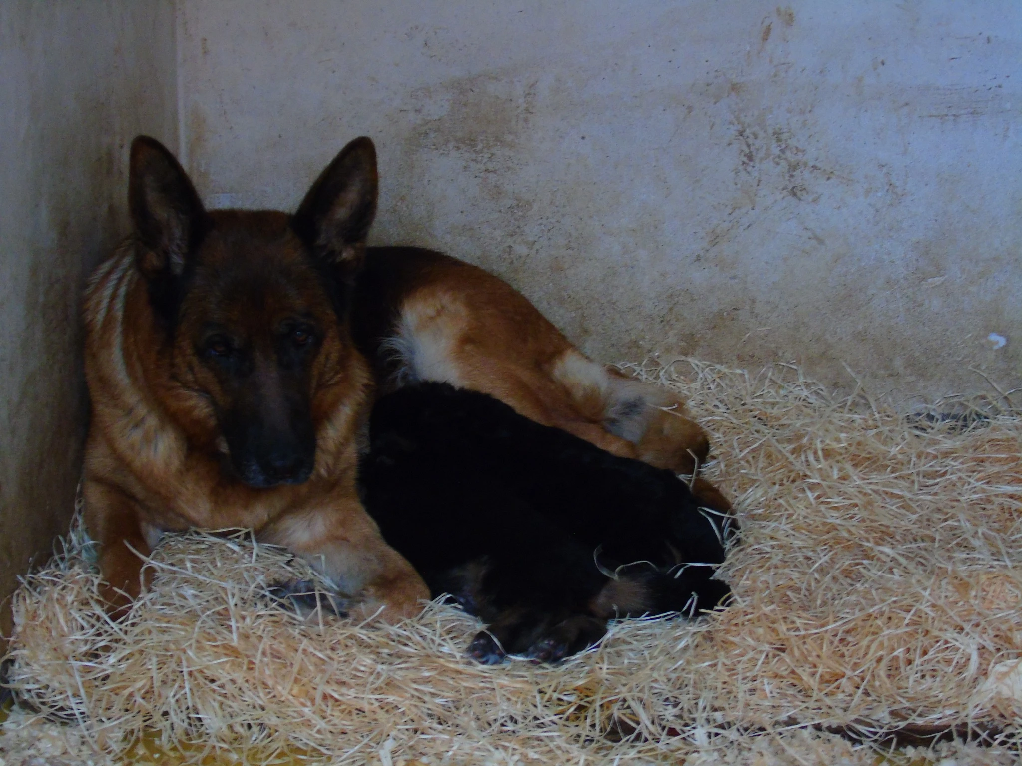 Německý ovčák štěně - Rokycany