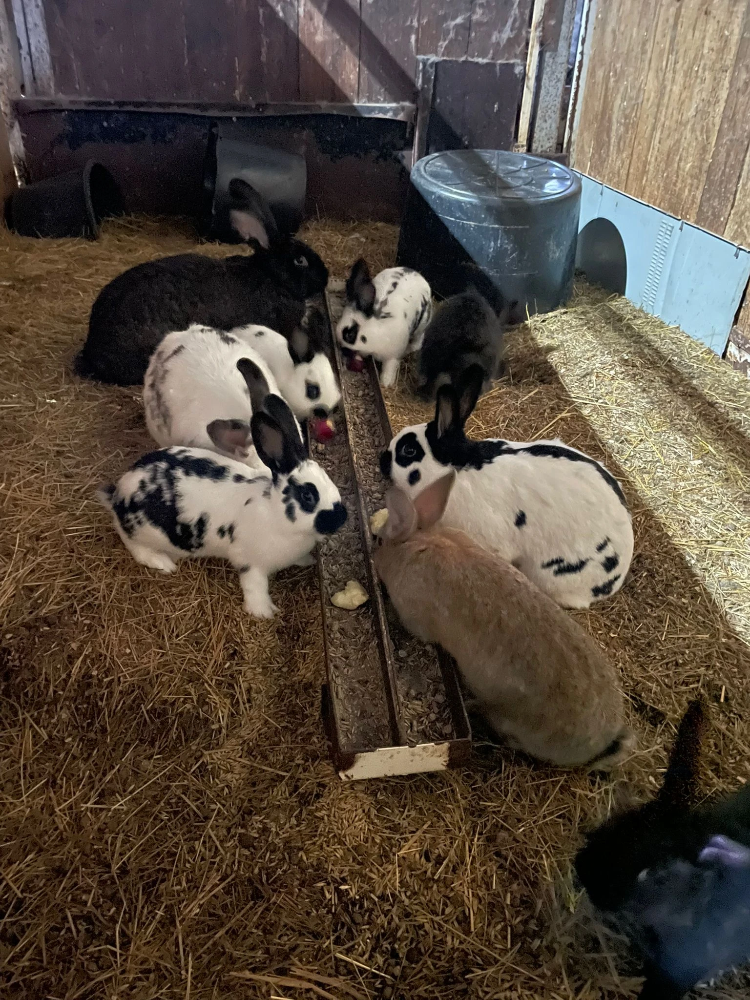 Křížence,samce i samice