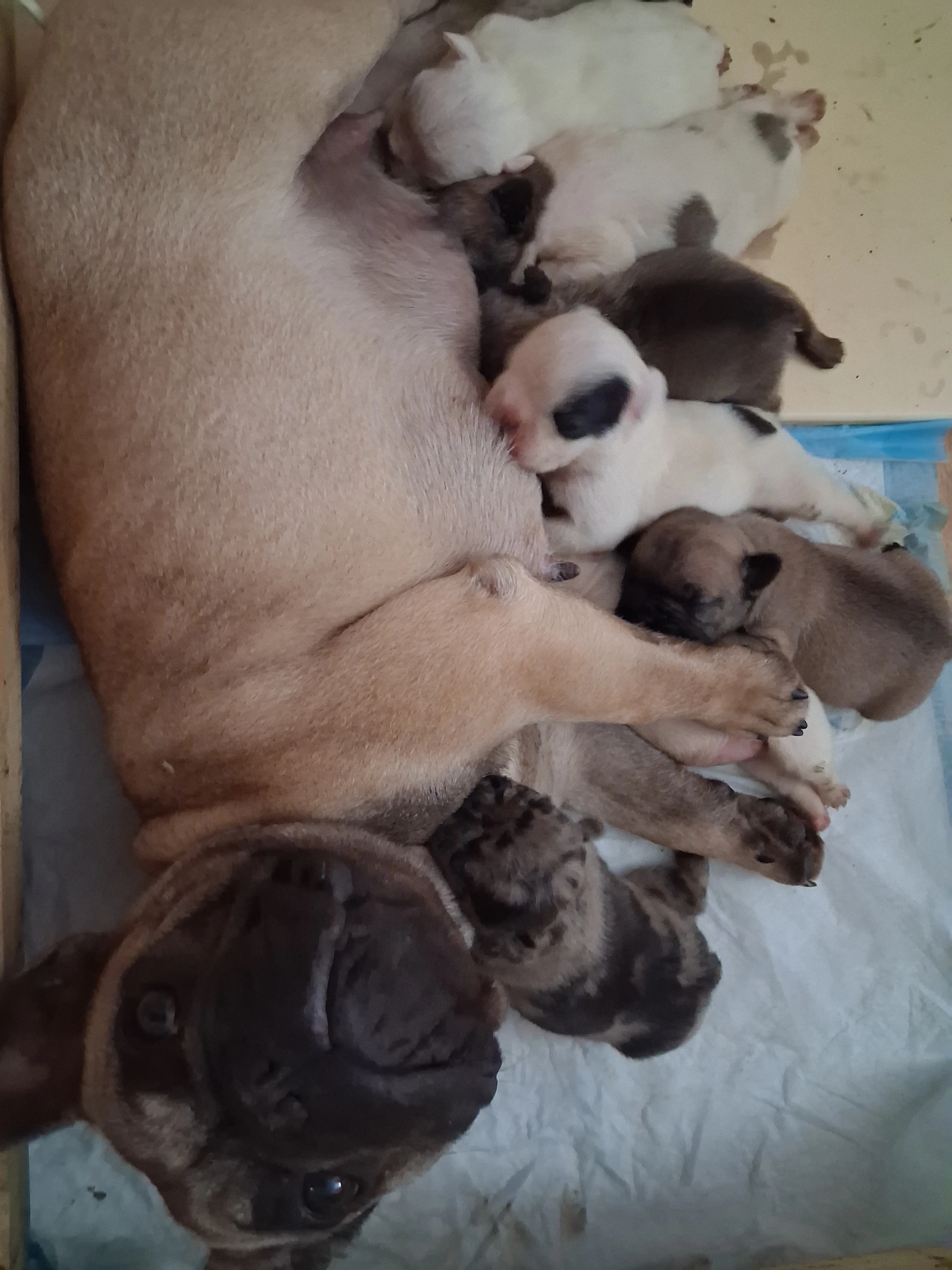 Francouzský buldoček