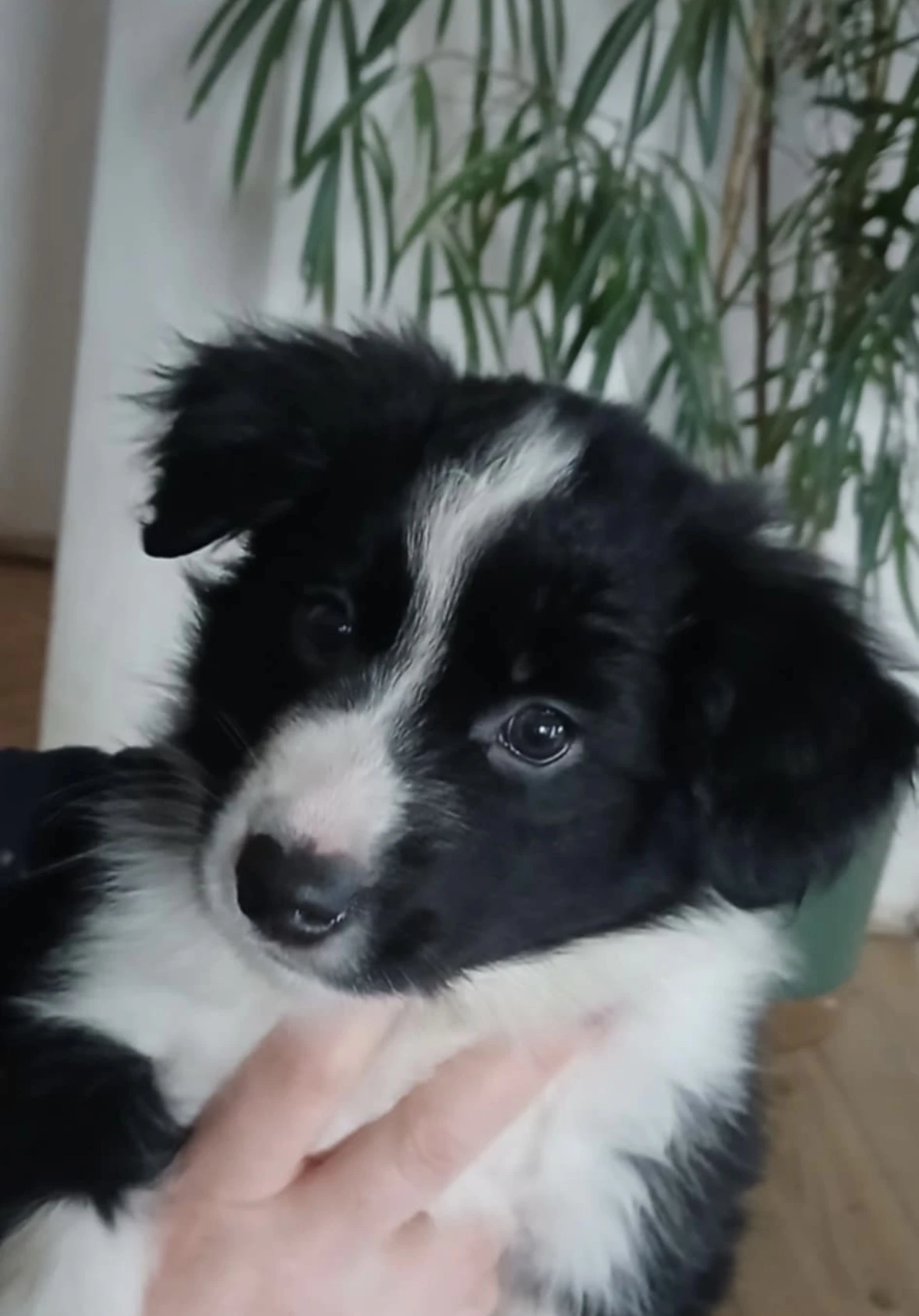 Fenka v typu Border Kolie