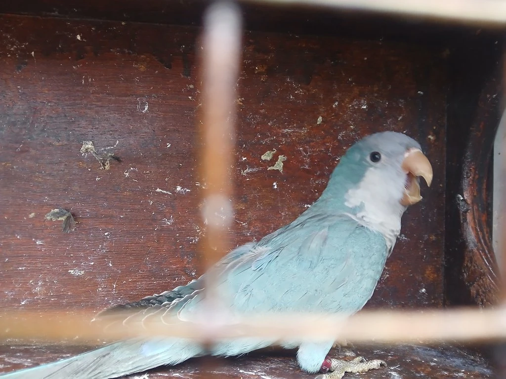 Prodám samici Mníška modrý s DNA