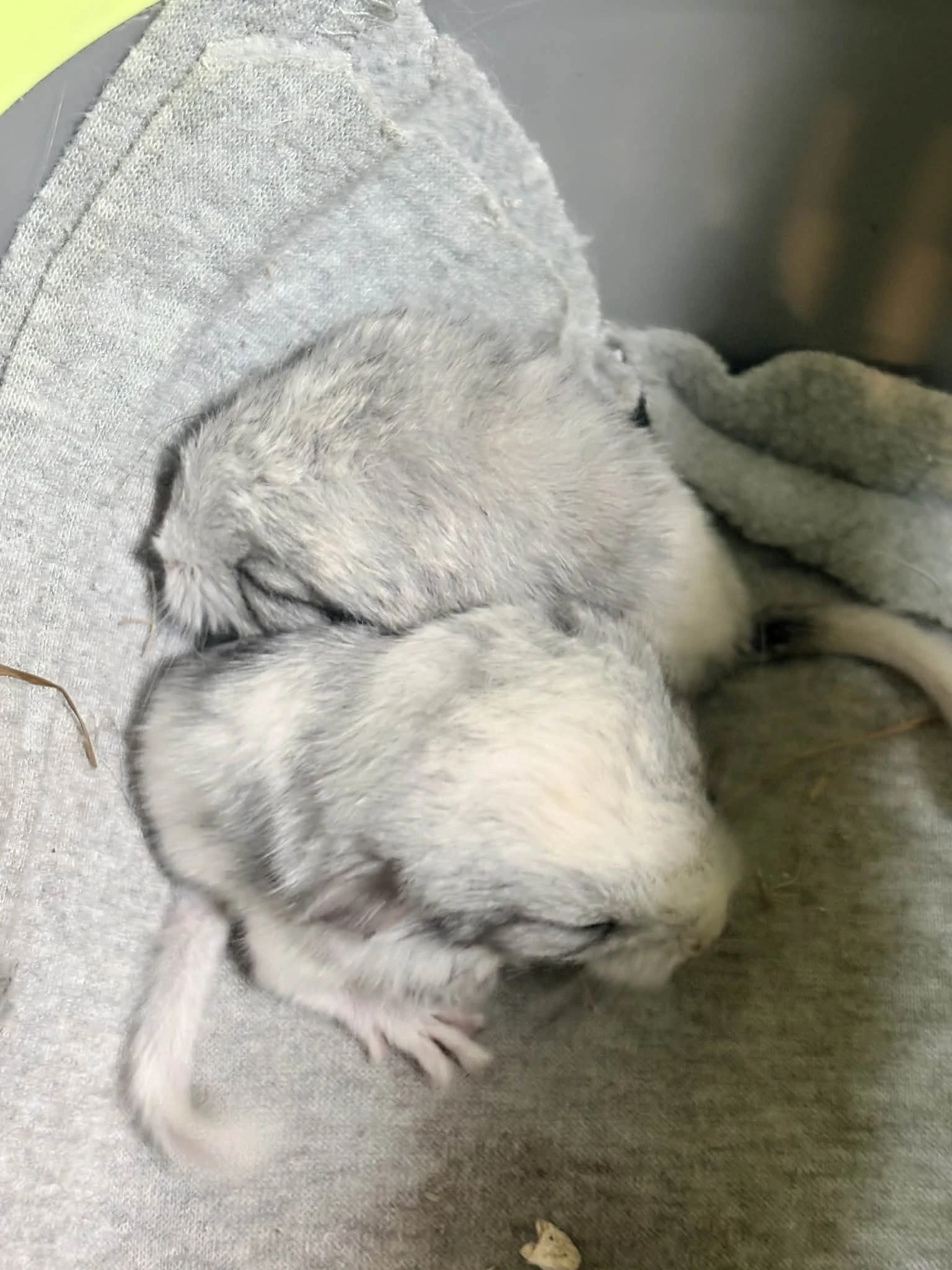 Daruju malé činčily