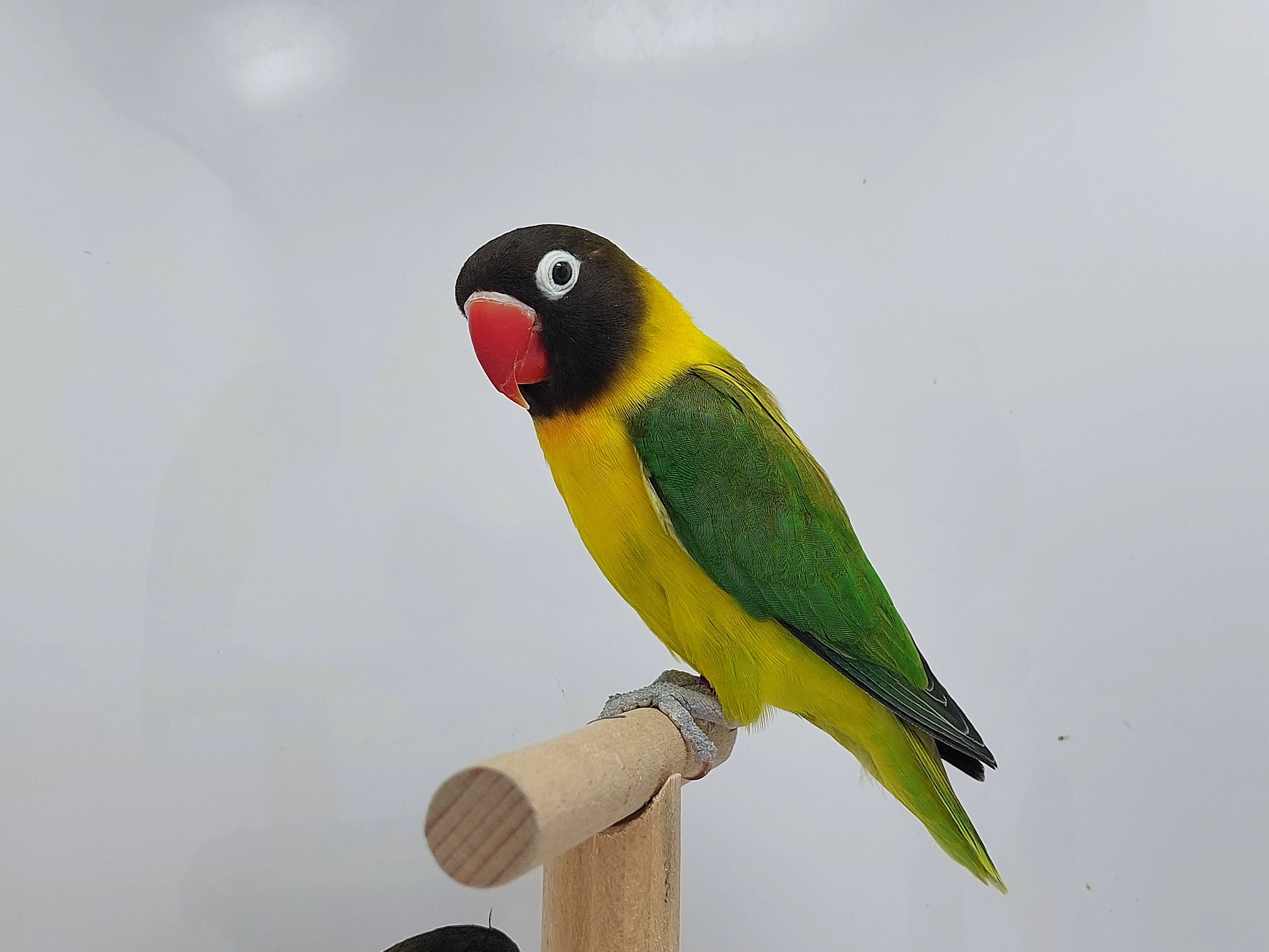 Agapornis personatus